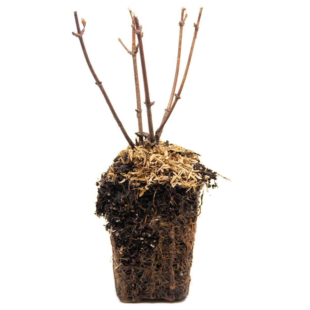 Van Zyverden 82922 Plant-Bulbs - View #4