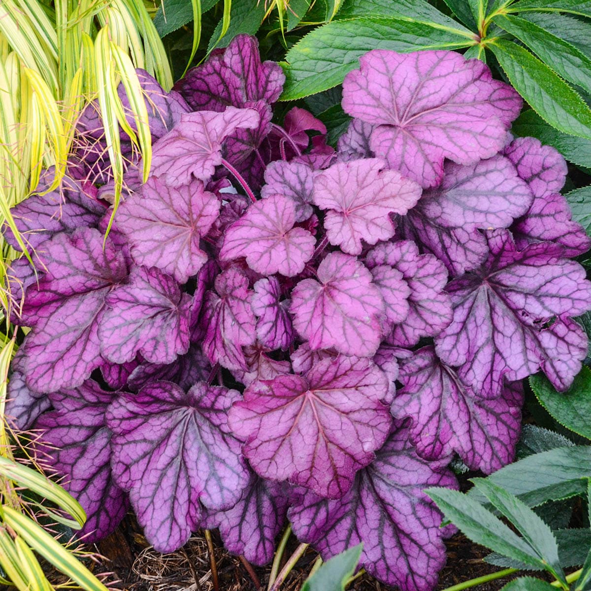 Breck's 77685 perennials - View #2