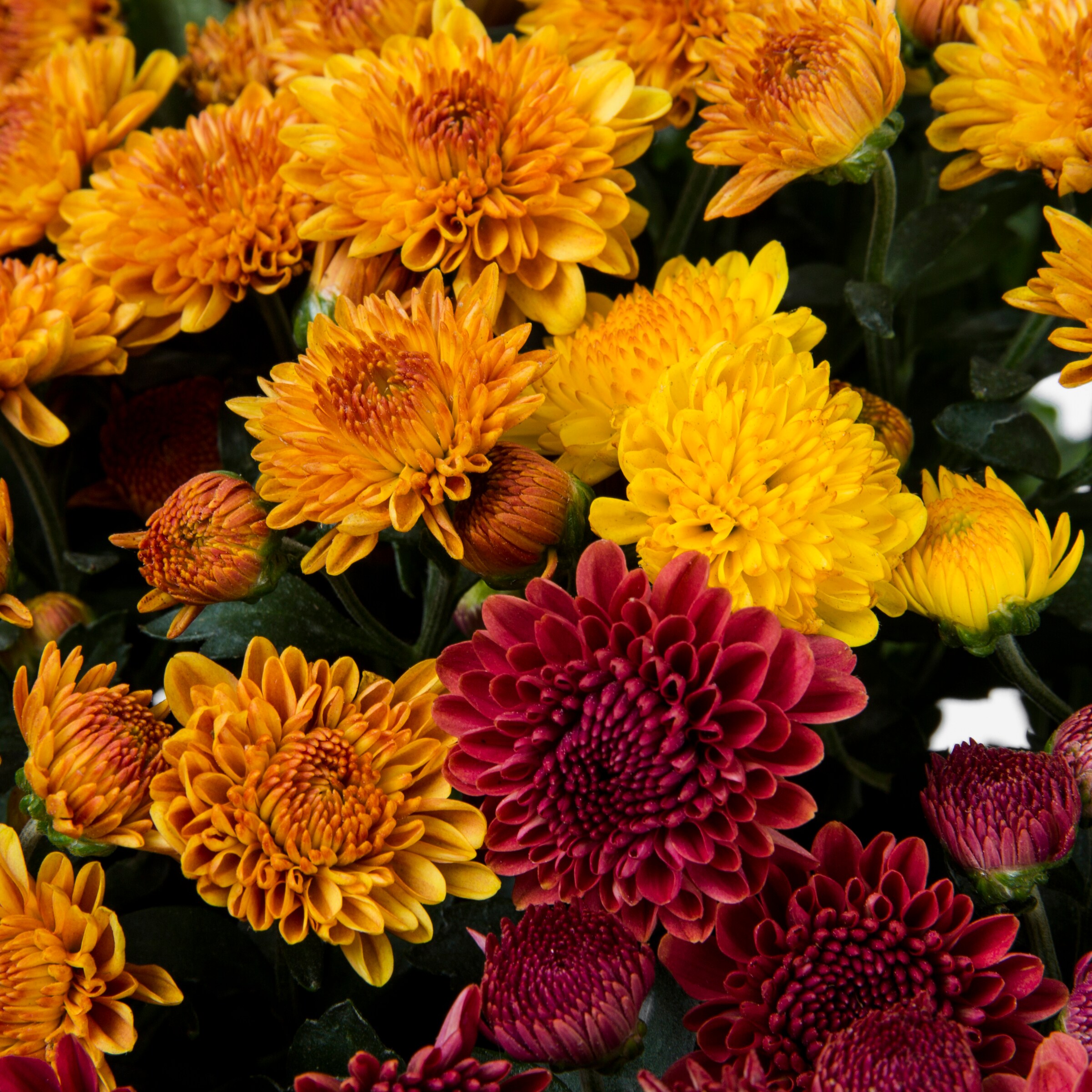 Ready Refill NURSERY annuals - View #2