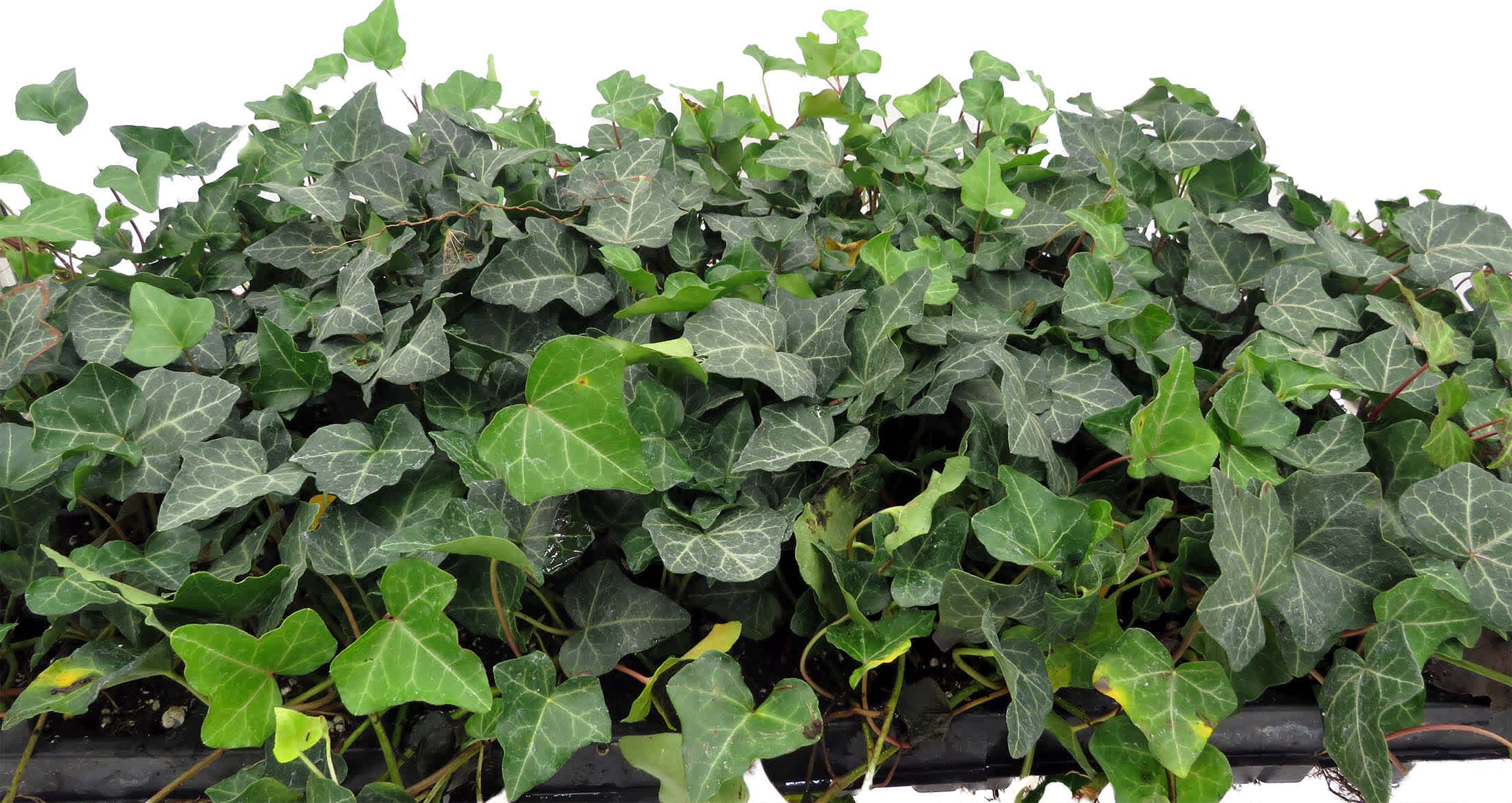 Hirt's Gardens Hirt's Baltic English Ivy 48 Plants - Hardy Groundcover -1  3/4 inch Pots in the House Plants department at Lowes.com
