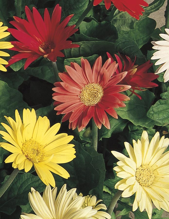  NURSERY Multicolor Gerbera Daisy in 1-Quart