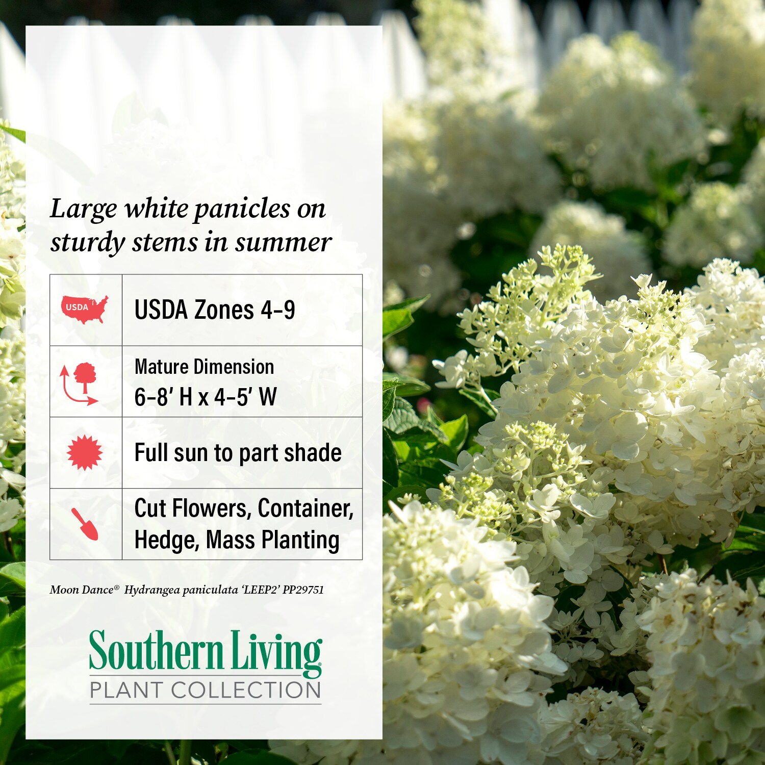 Southern Living Plant Collection 25612-1 shrubs - View #4