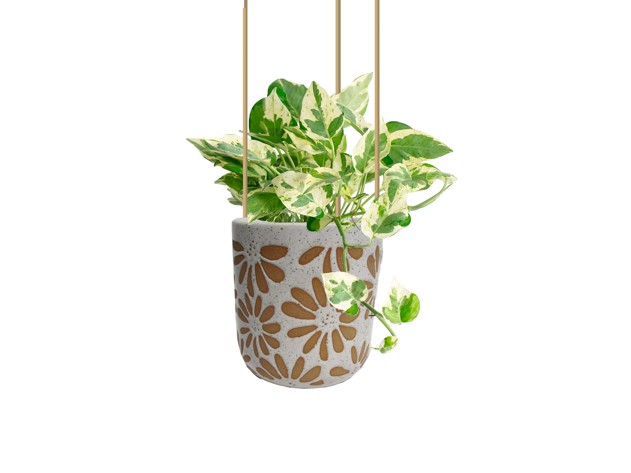 LiveTrends ASB07607 SUNNY SIDE House plant in 12 Ounce(s) Hanging basket 1 -Pack