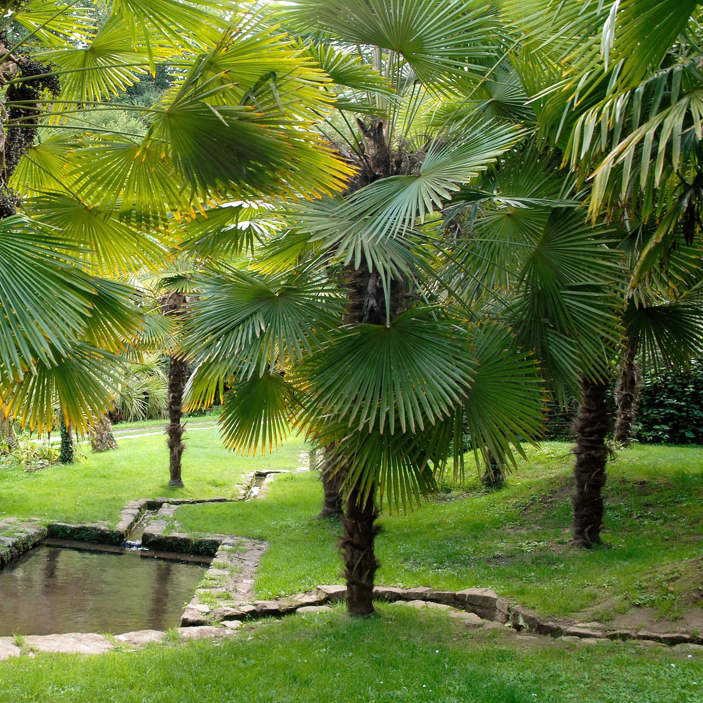 National Plant Network LW2660 trees - View #4