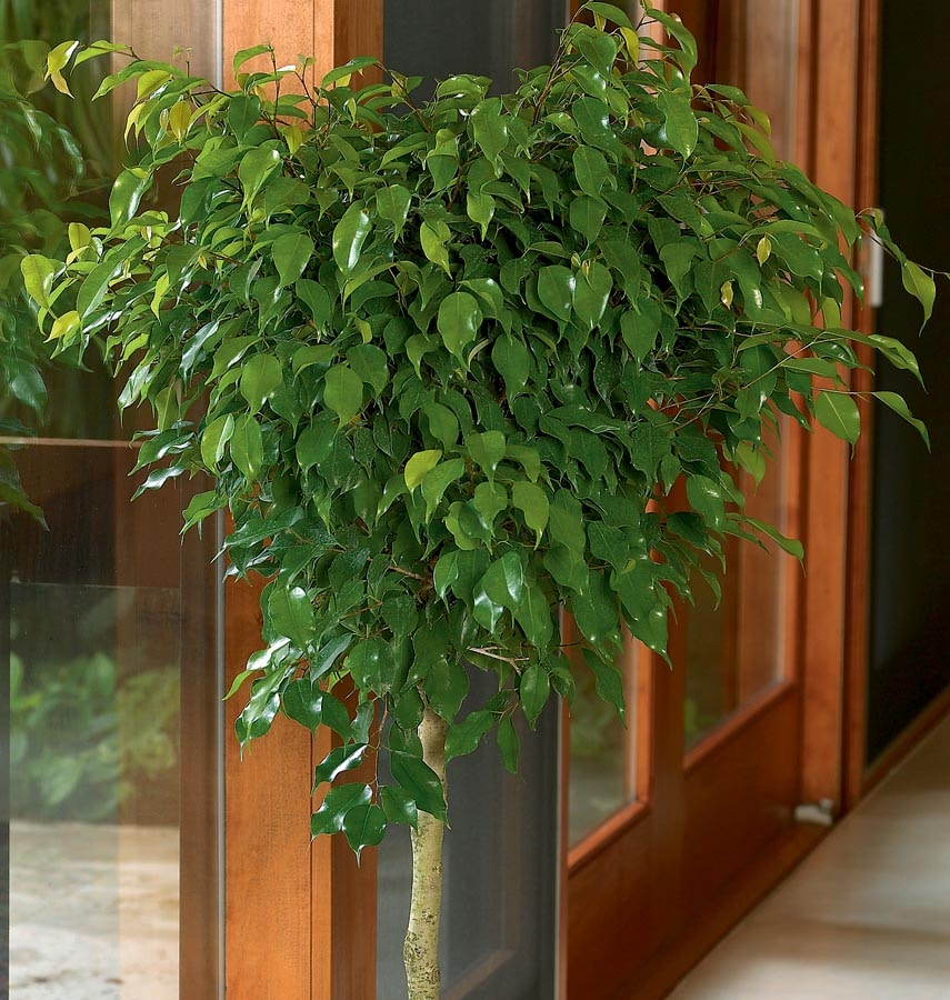 Lowe's NURSERY Benjamina Ficus House plant in