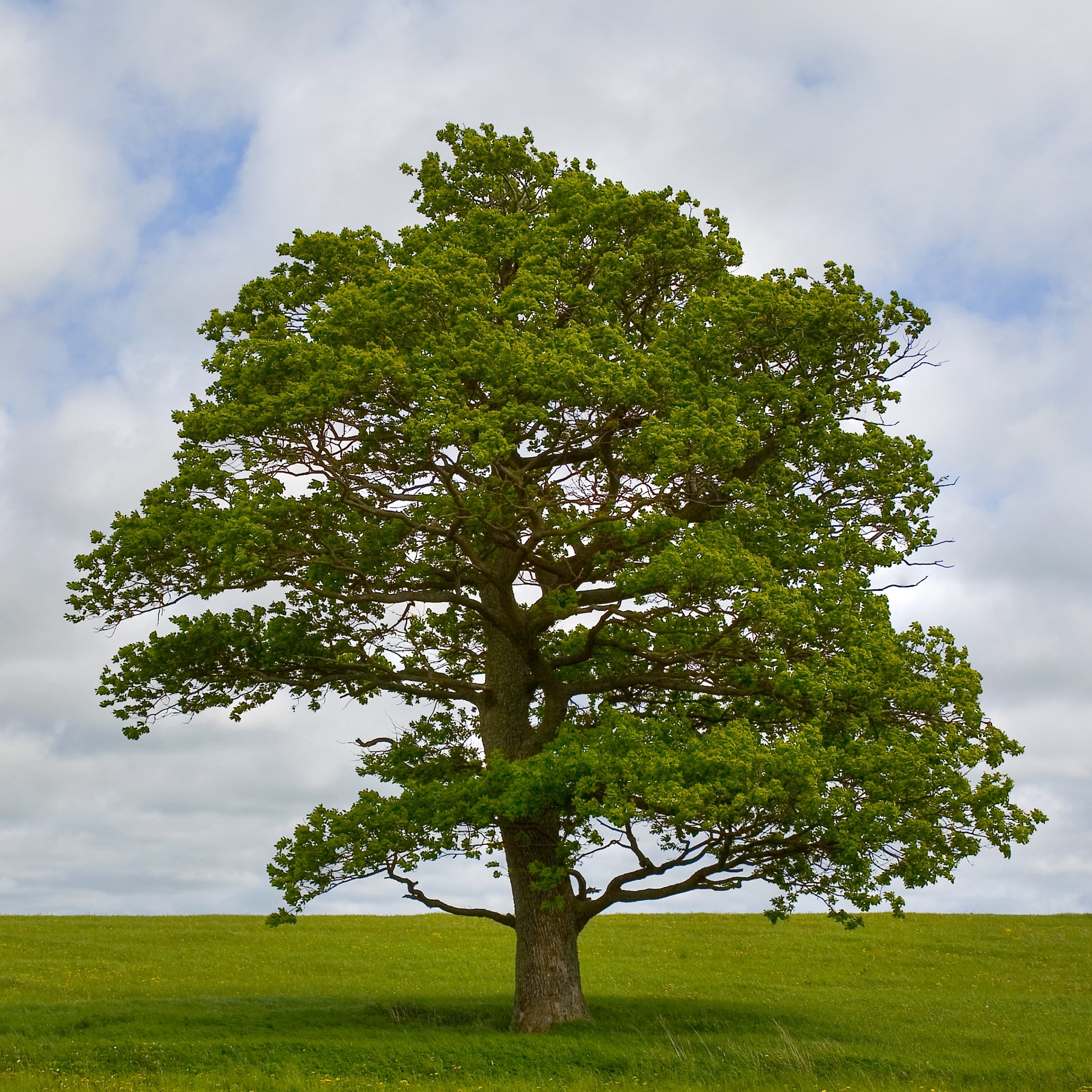 National Plant Network LW3047 trees - View #2