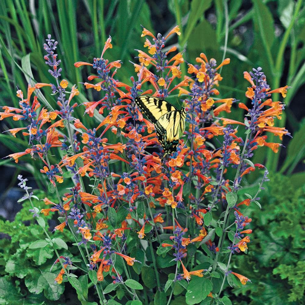 Spring Hill Nurseries 76550 Multicolor Tango Hummingbird Mint Agastache Plant in 1-Pack Bareroot