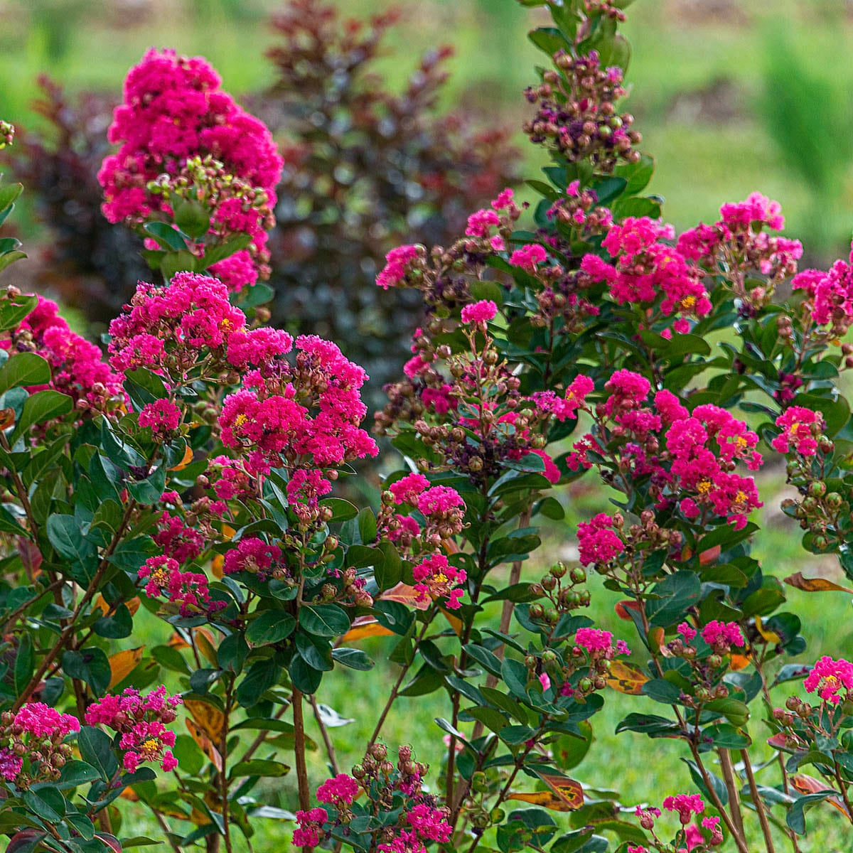Spring Hill Nurseries 89652 shrubs - View #2