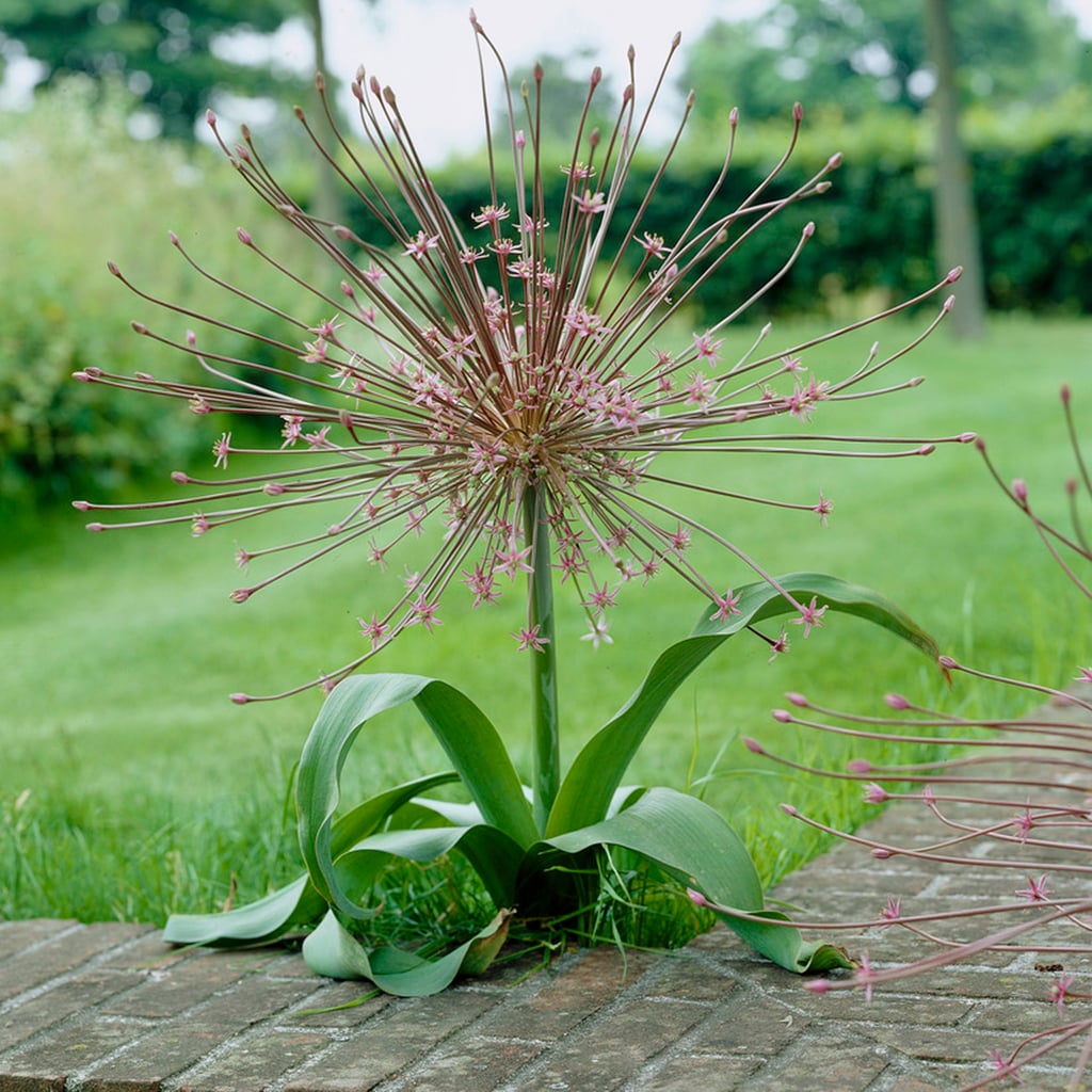 Van Zyverden 87128 Violet Allium Schubertii Bulbs 3.0 Count