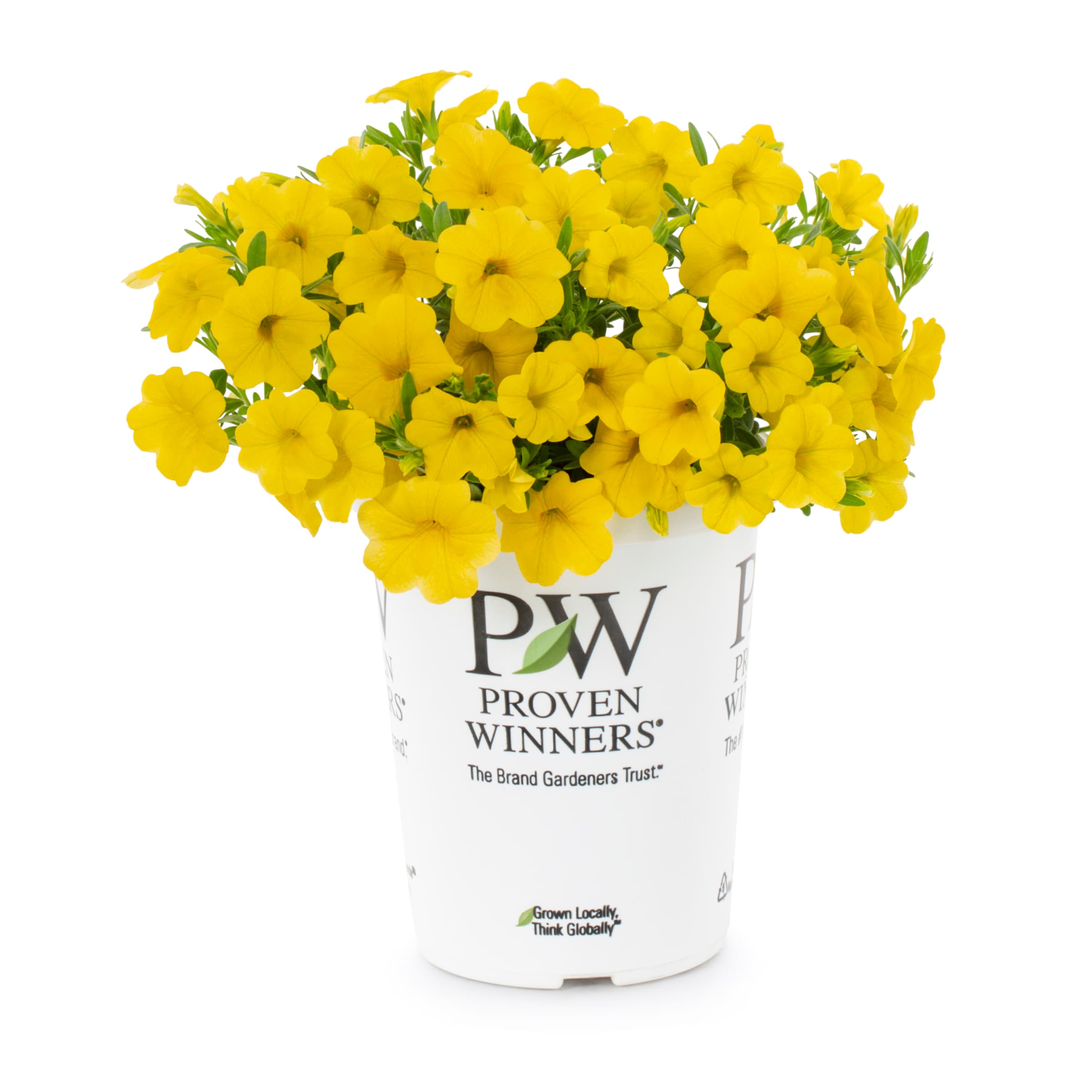 Proven Winners 4495 annuals - View #4