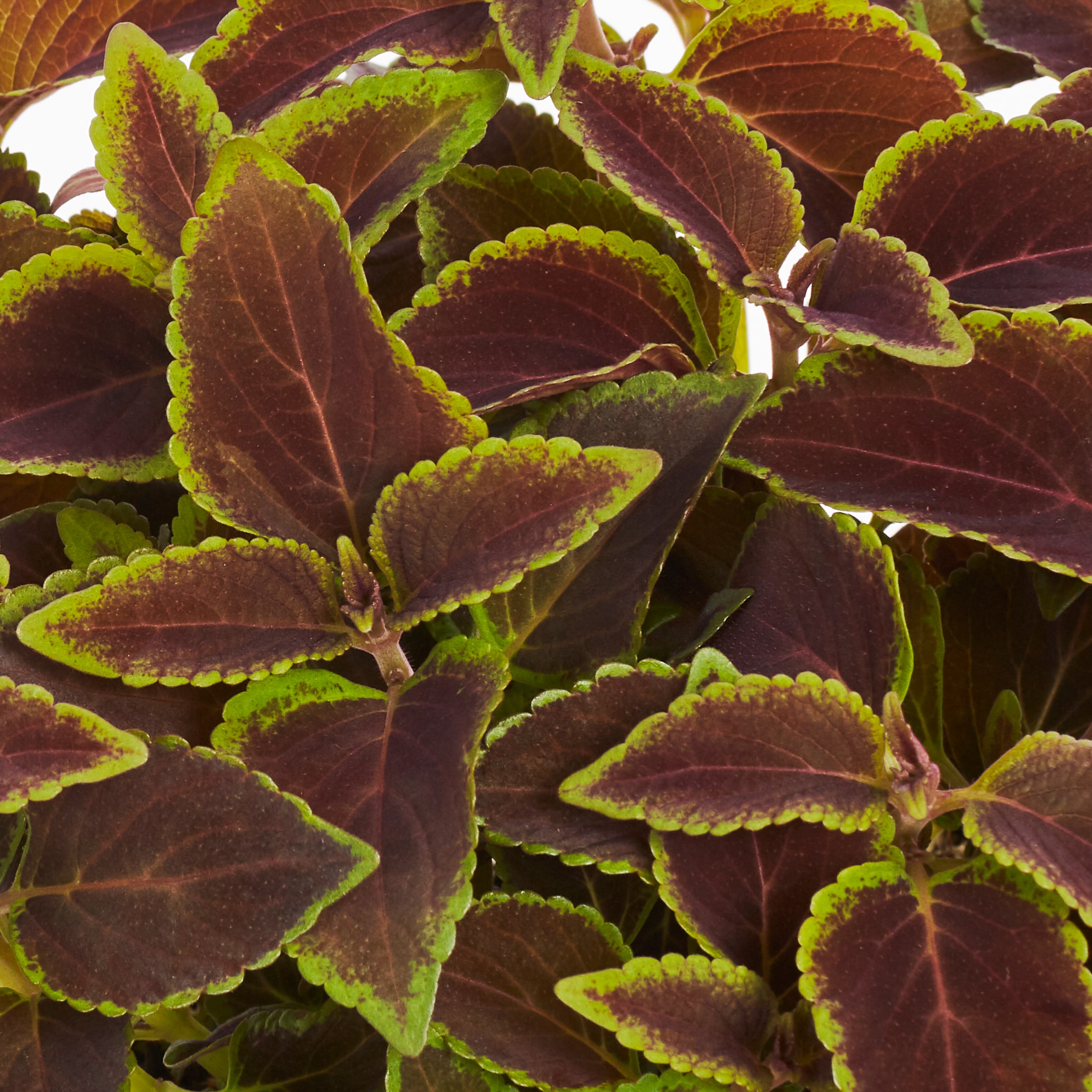 Metrolina Greenhouses 79092 Multicolor Coleus in 2 Quart(s) Pot 3 -Pack