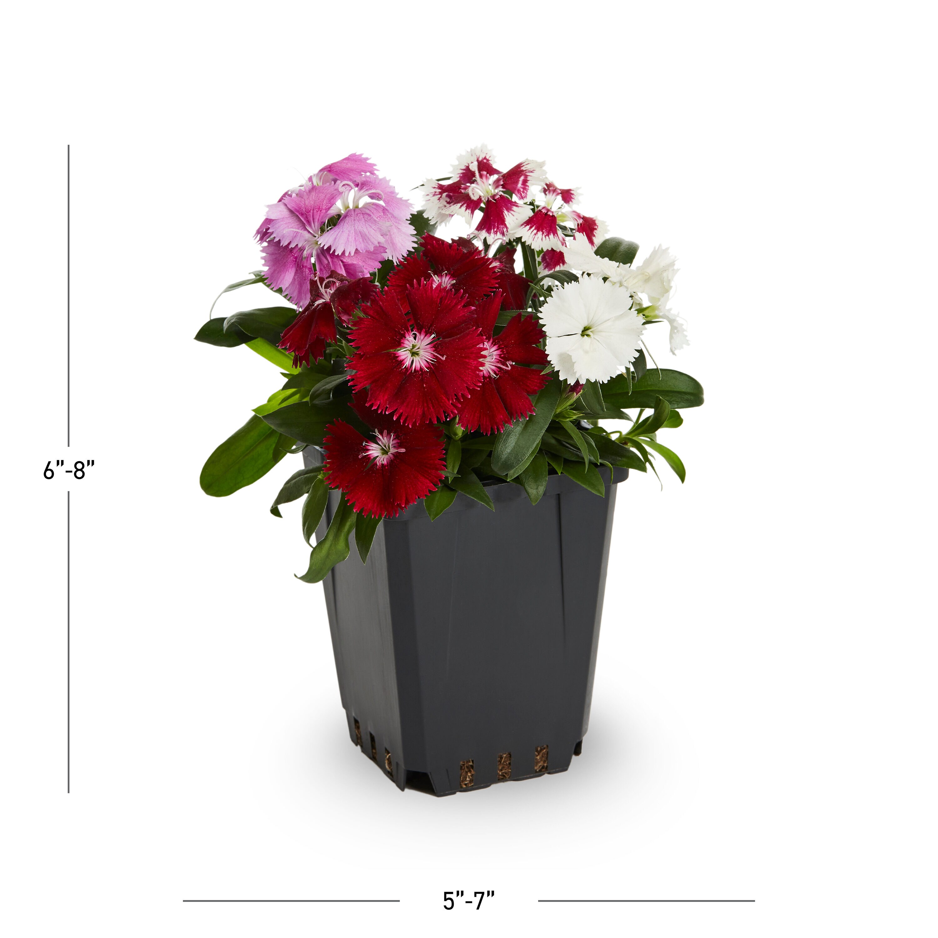 Metrolina Greenhouses 78776 annuals - View #3