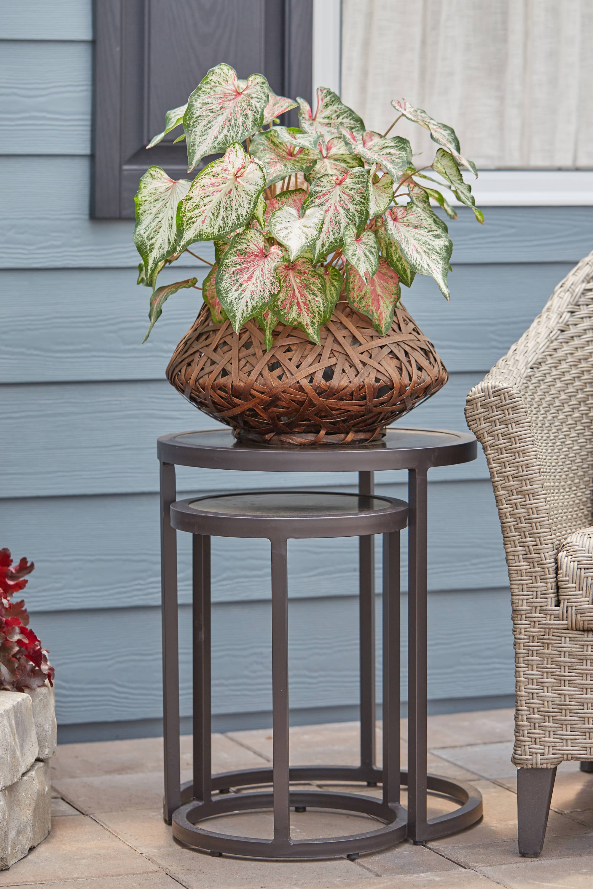 Monrovia NURSERY annuals - View #4