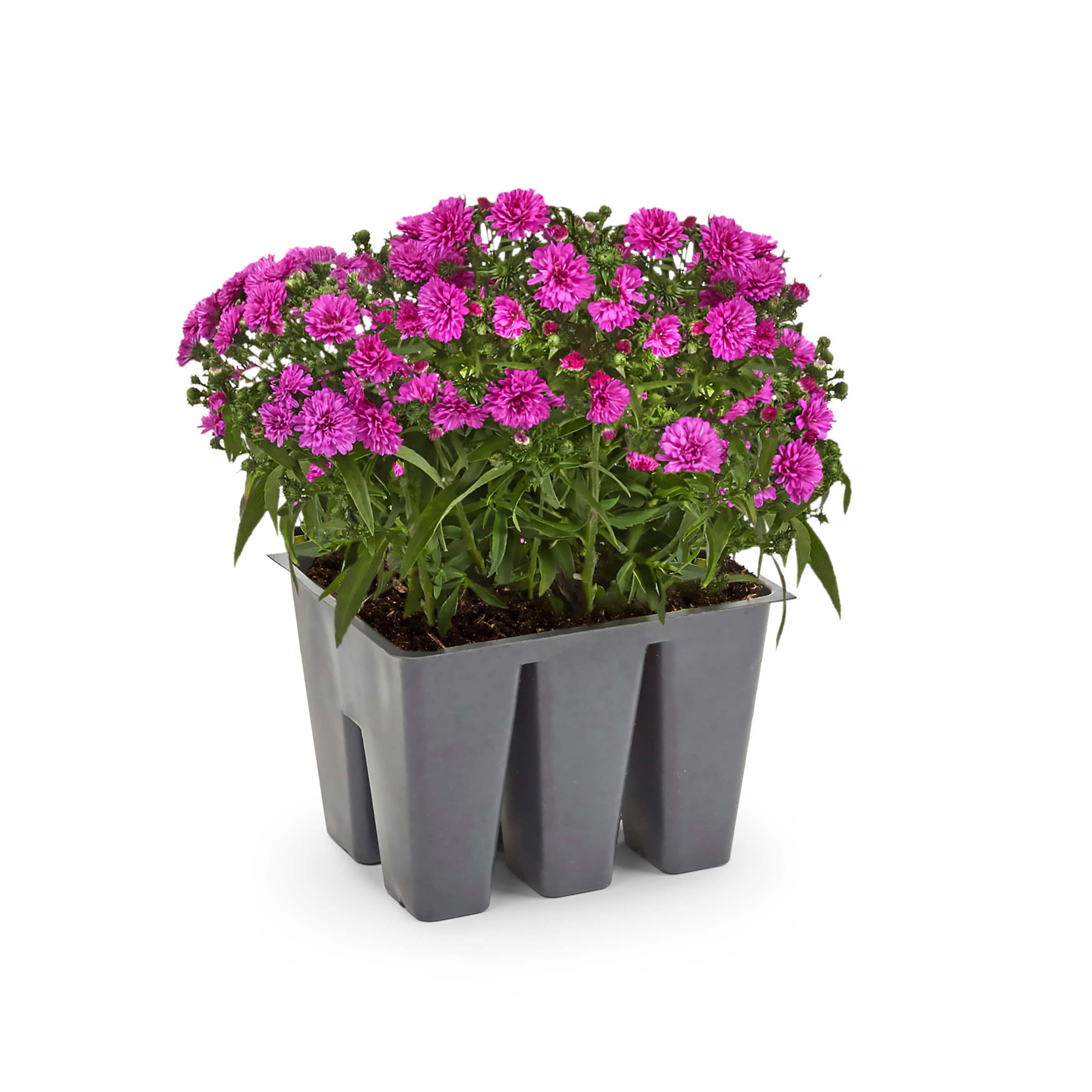 Lowe's Multicolor Aster in 6-Pack Tray in the Annuals department at ...