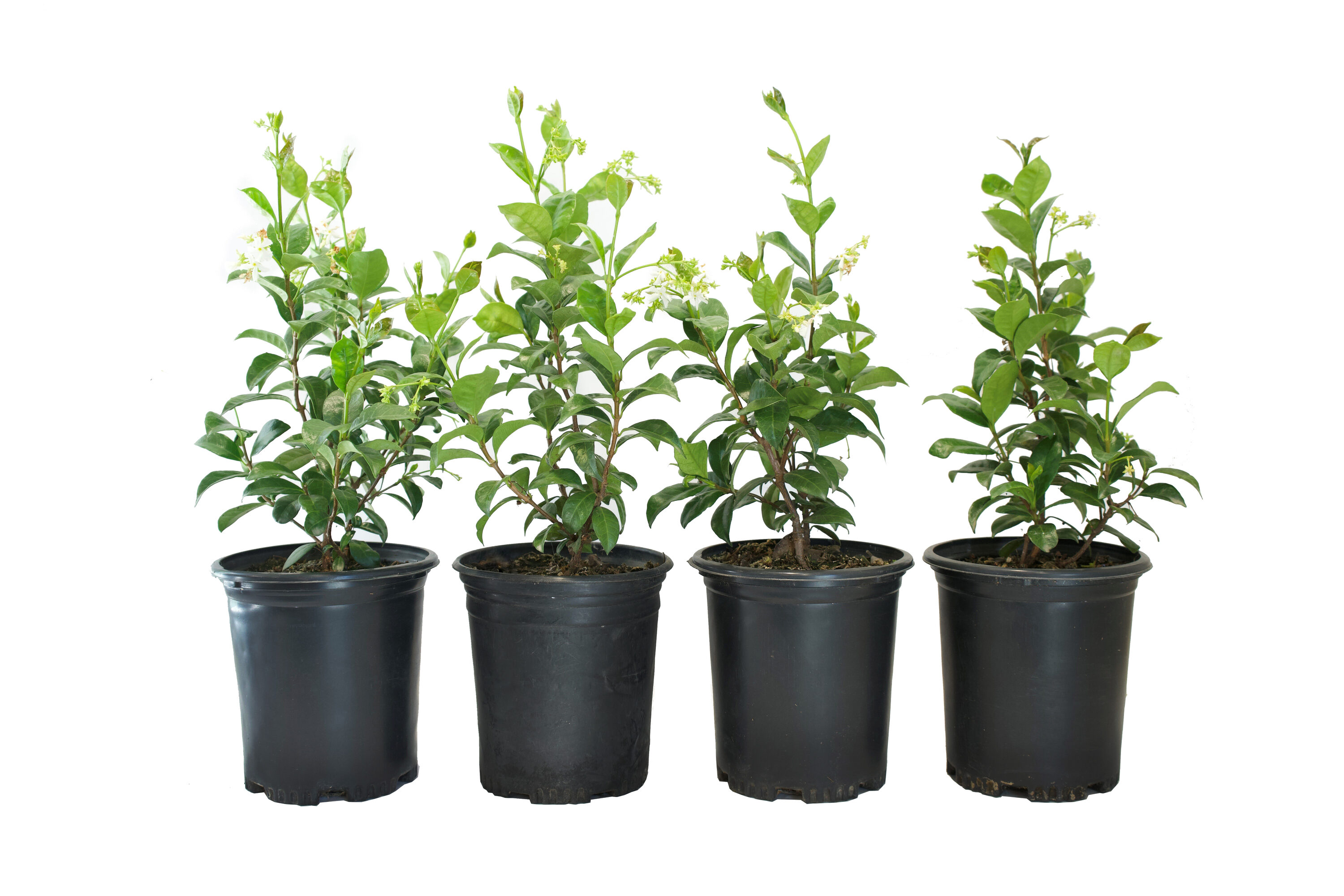 Alder & Oak TRJM01 0.7 -Gallon Pot Star Jasmine