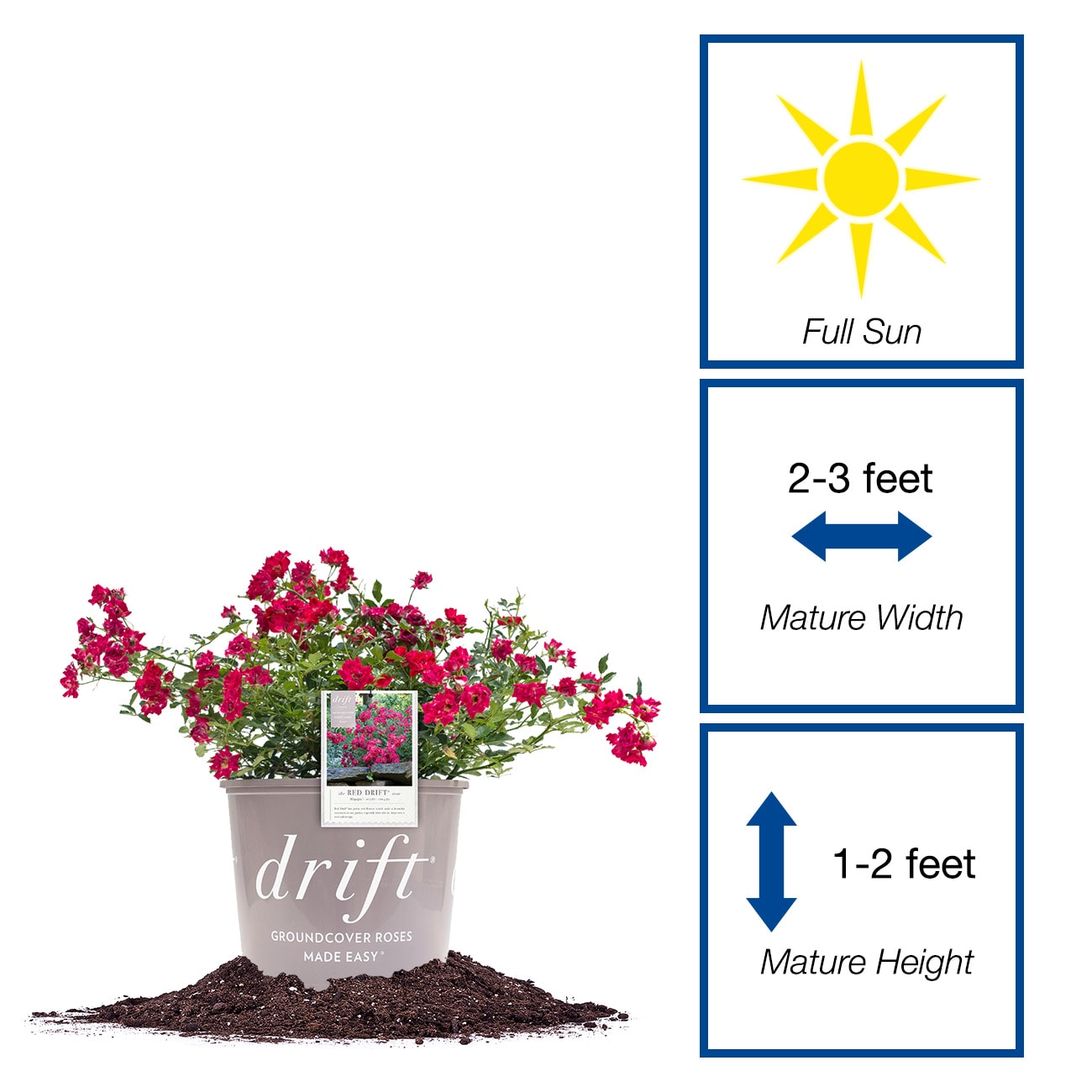 Perfect Plants LOREDDRIFTROSE1G roses - View #2