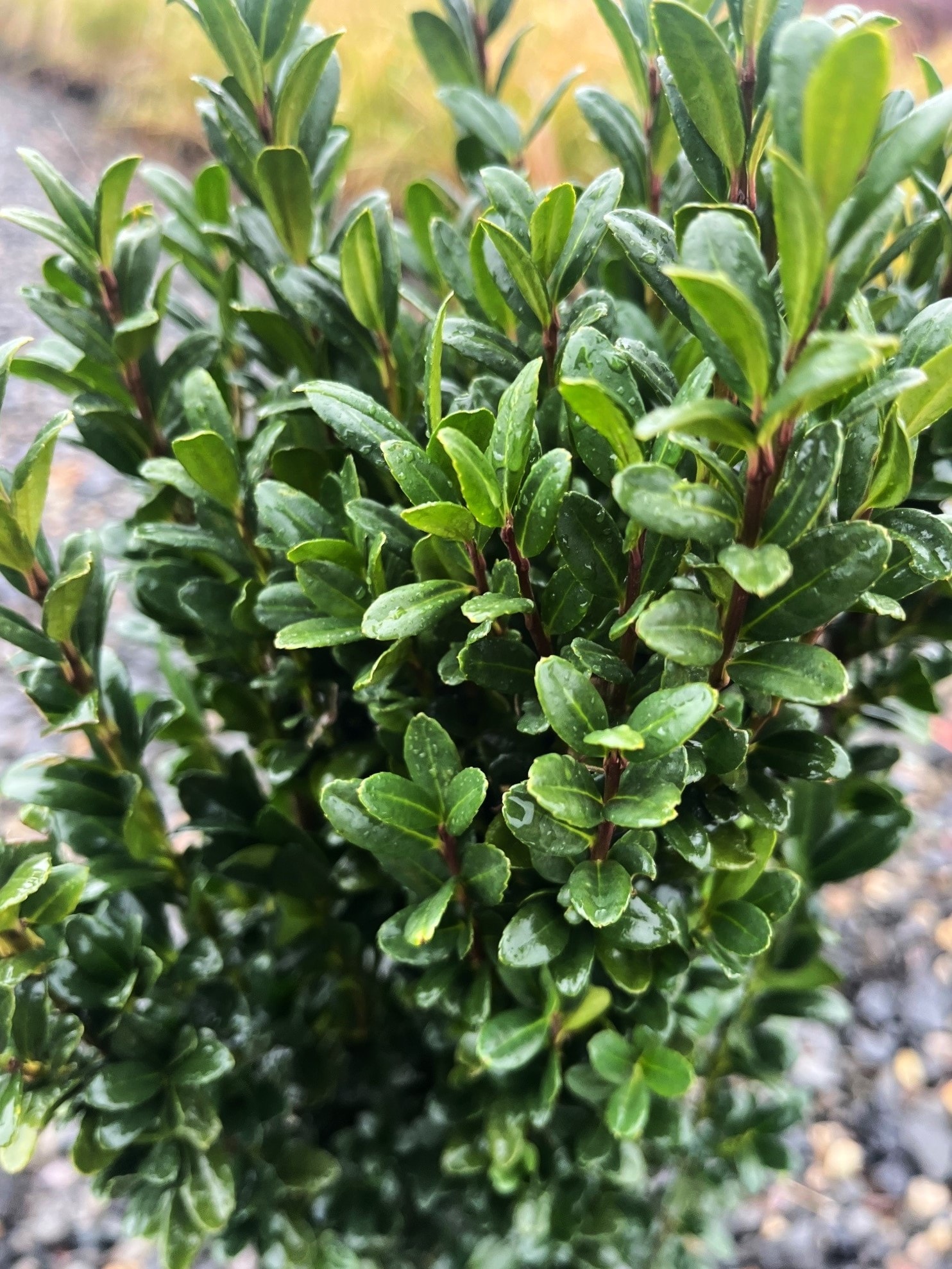  O478403 shrubs - View #3