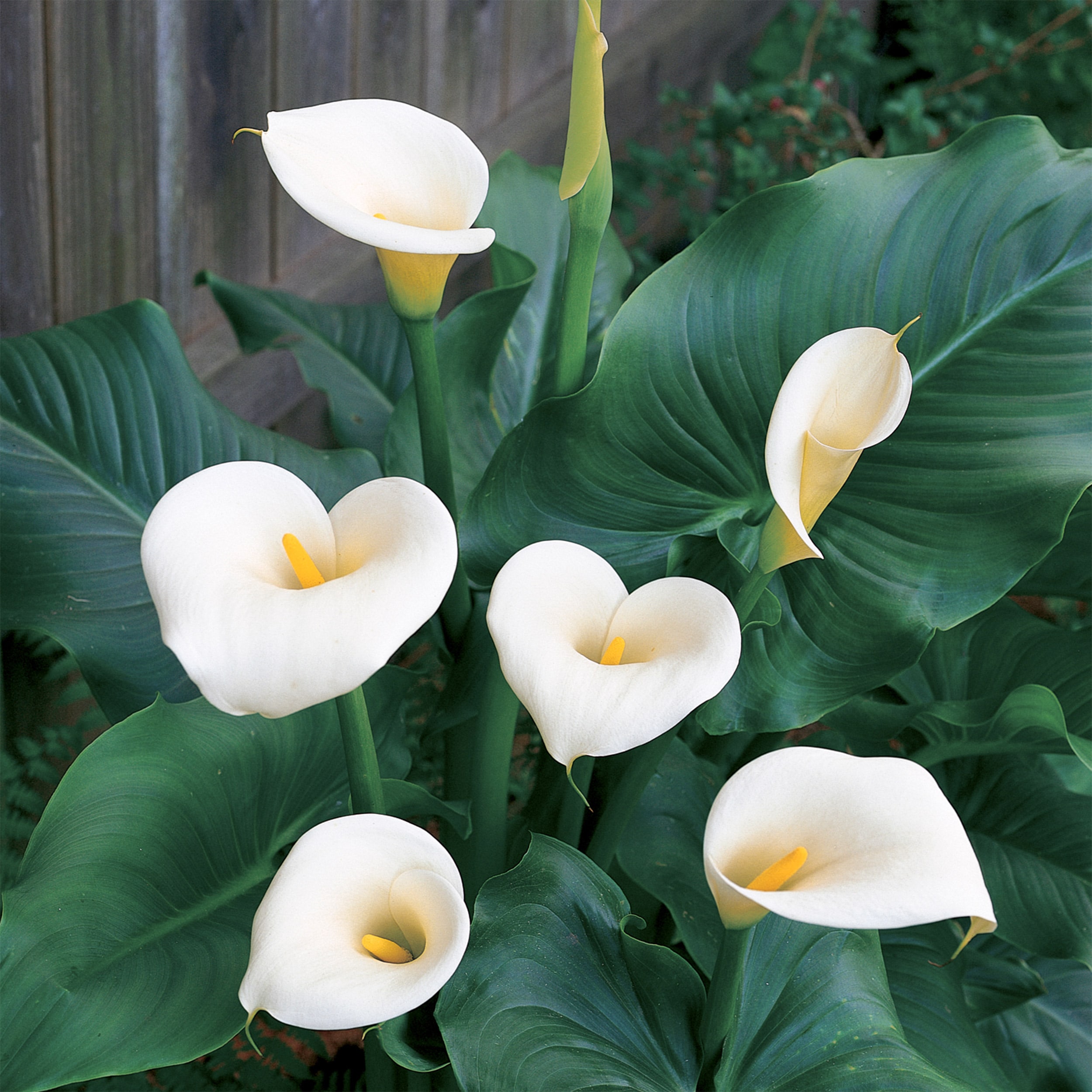 Garden State Bulb White Aethiopica Calla Lily Bulbs 15Count in the