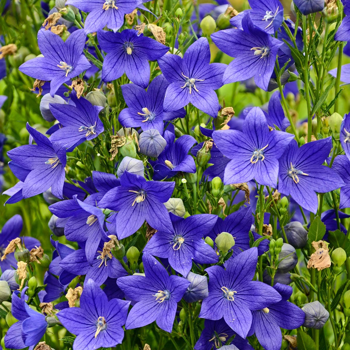 BUD CORDUROY SHORTS - DARK SAND – Blue Flowers