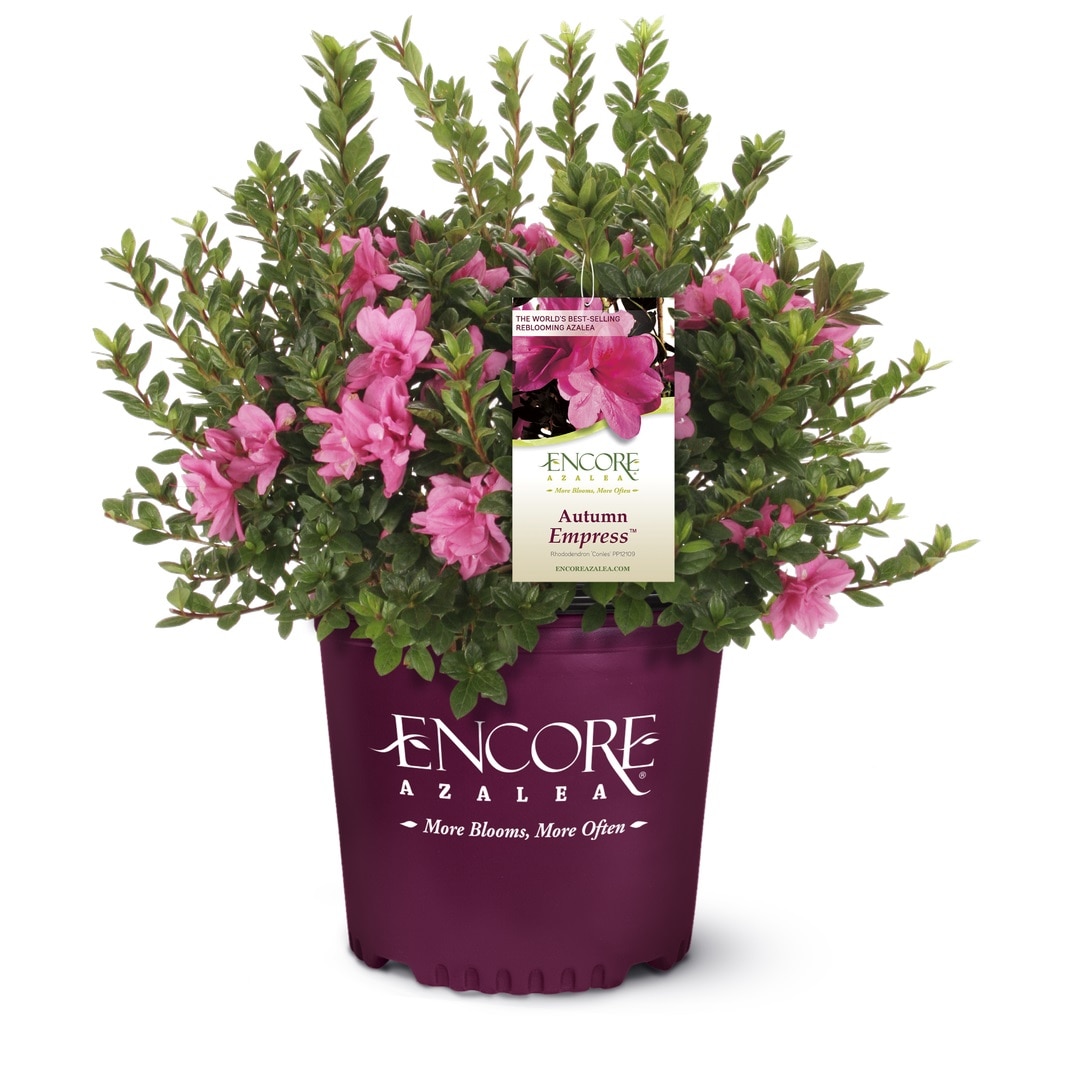 Encore Azalea 1 -Gallon Autumn Empress Azalea Flowering Shrub with Pink Blooms 1 -Pack
