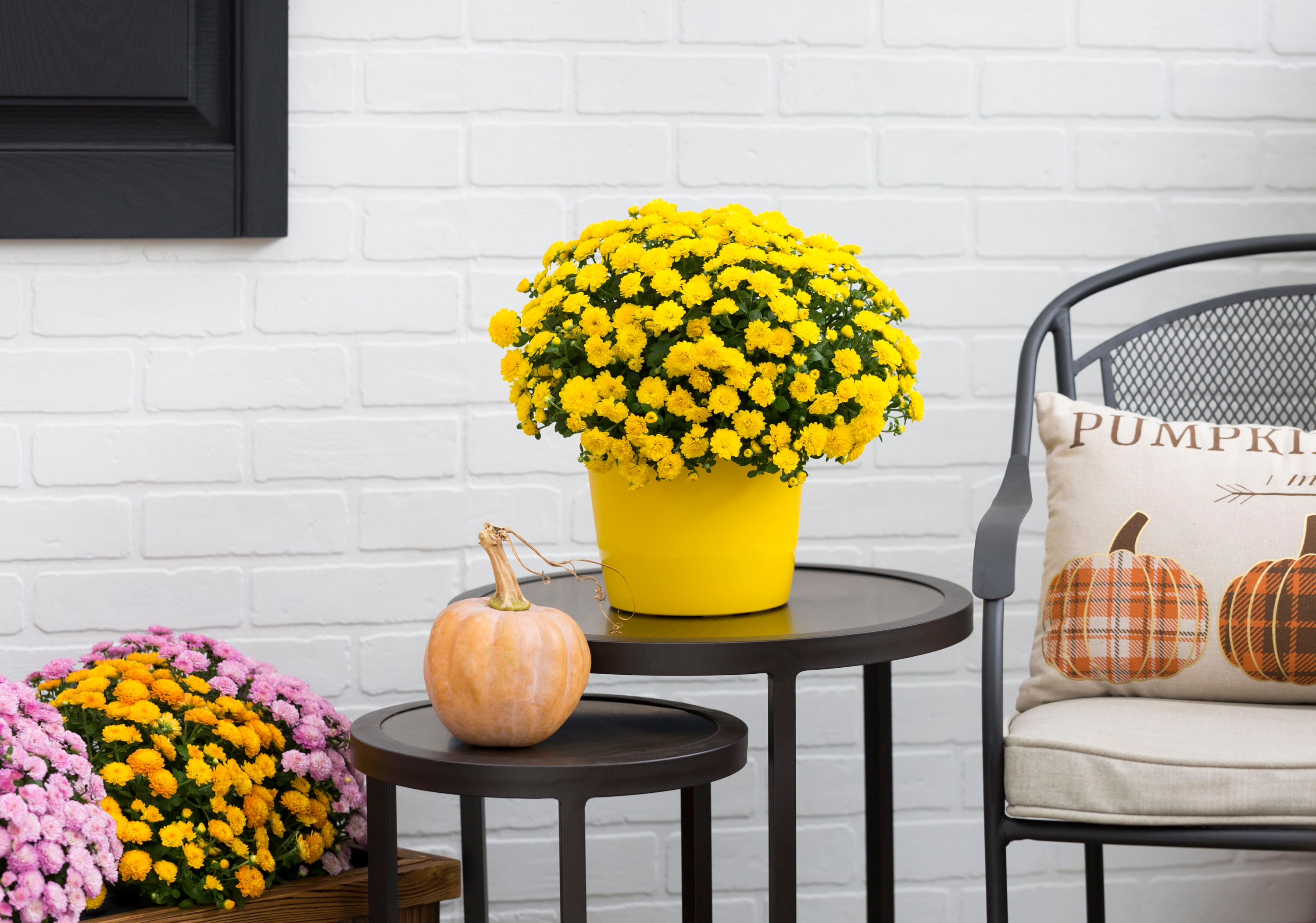 Metrolina Greenhouses 4379 Yellow Mum in 3 Quart(s) Planter 2 -Pack