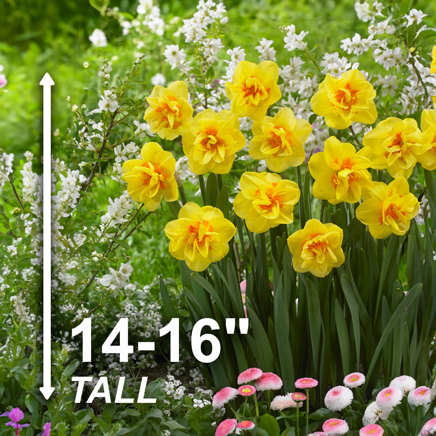 Garden State Bulb ECF-107-50-02 Plant-Bulbs - View #3