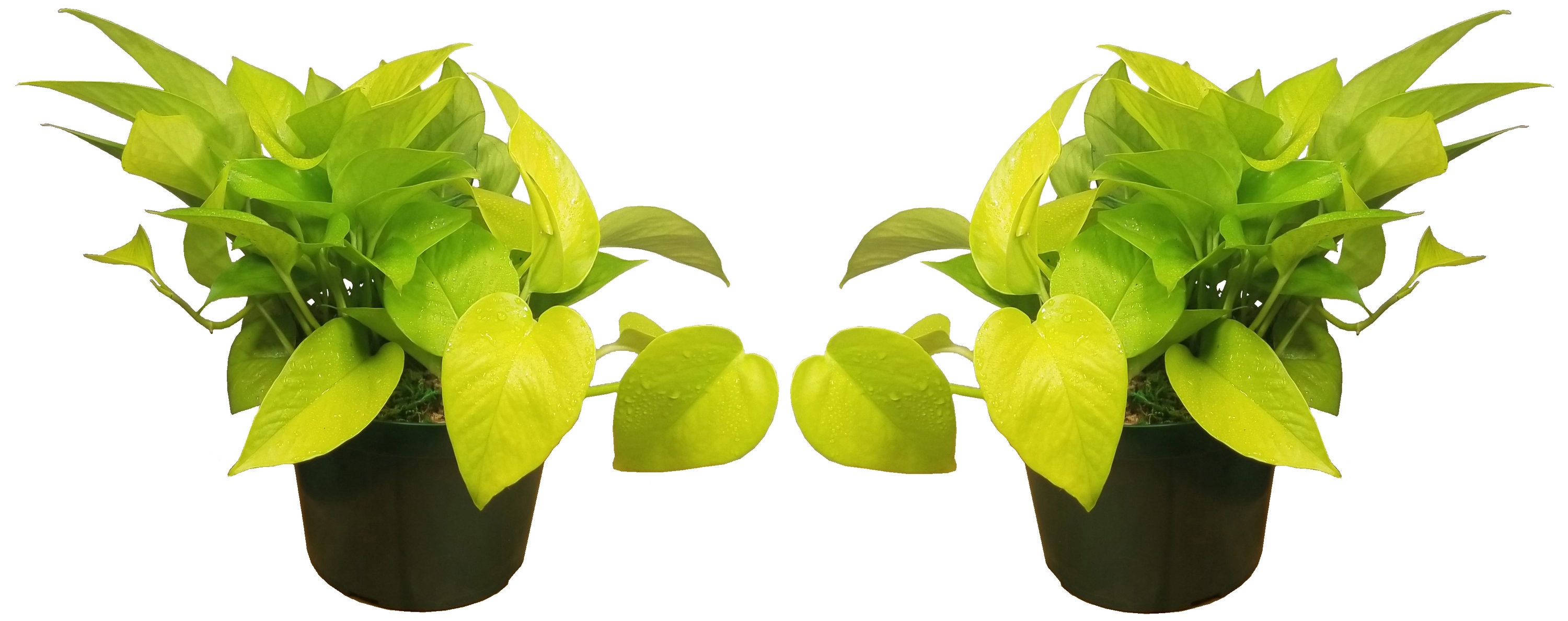  2PKNEOPOTL Neon Pothos House Plant in 1-in Pot