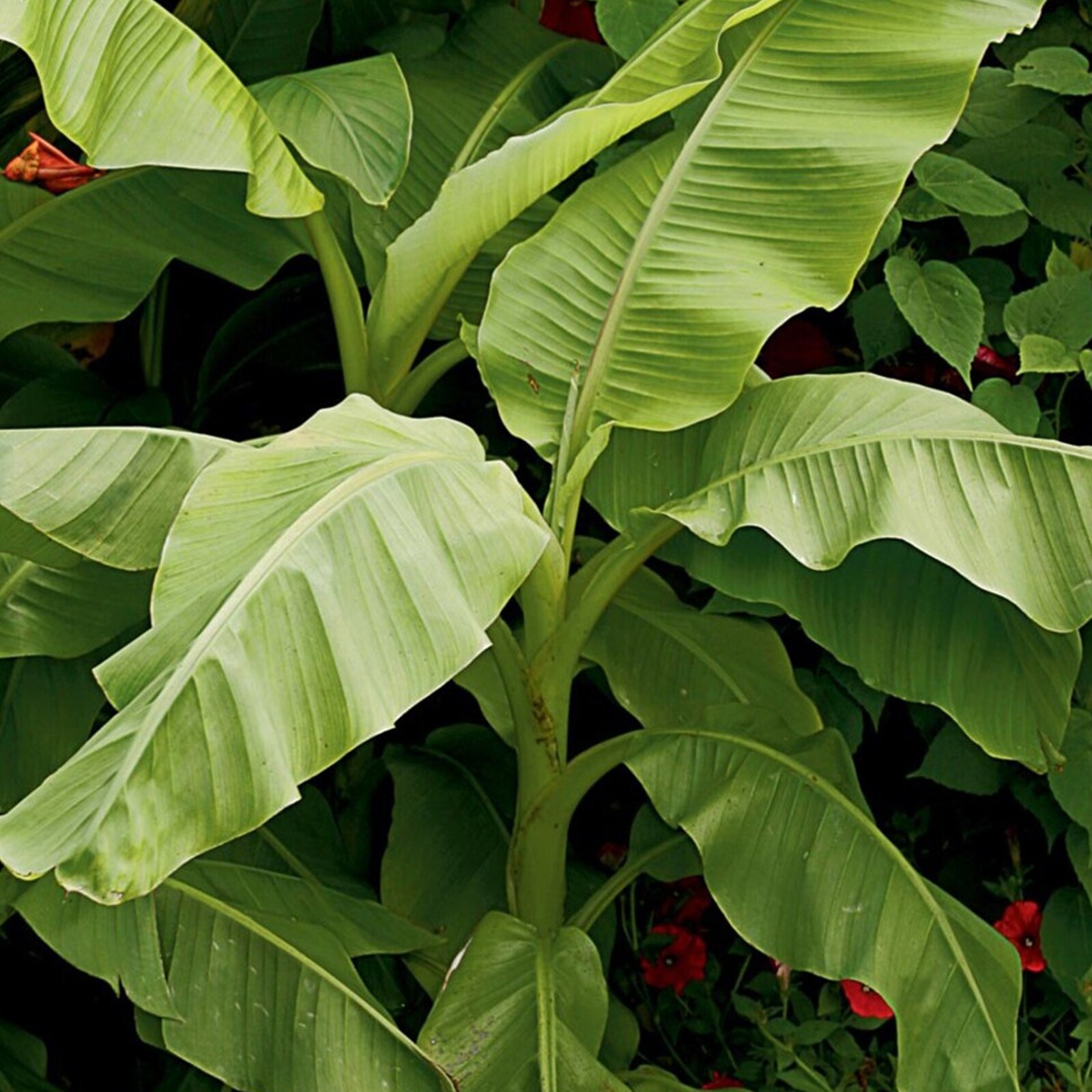 Lowe's 5228670 LANDSCAPE TROPICAL FOLIAGE NON BLOOMING
