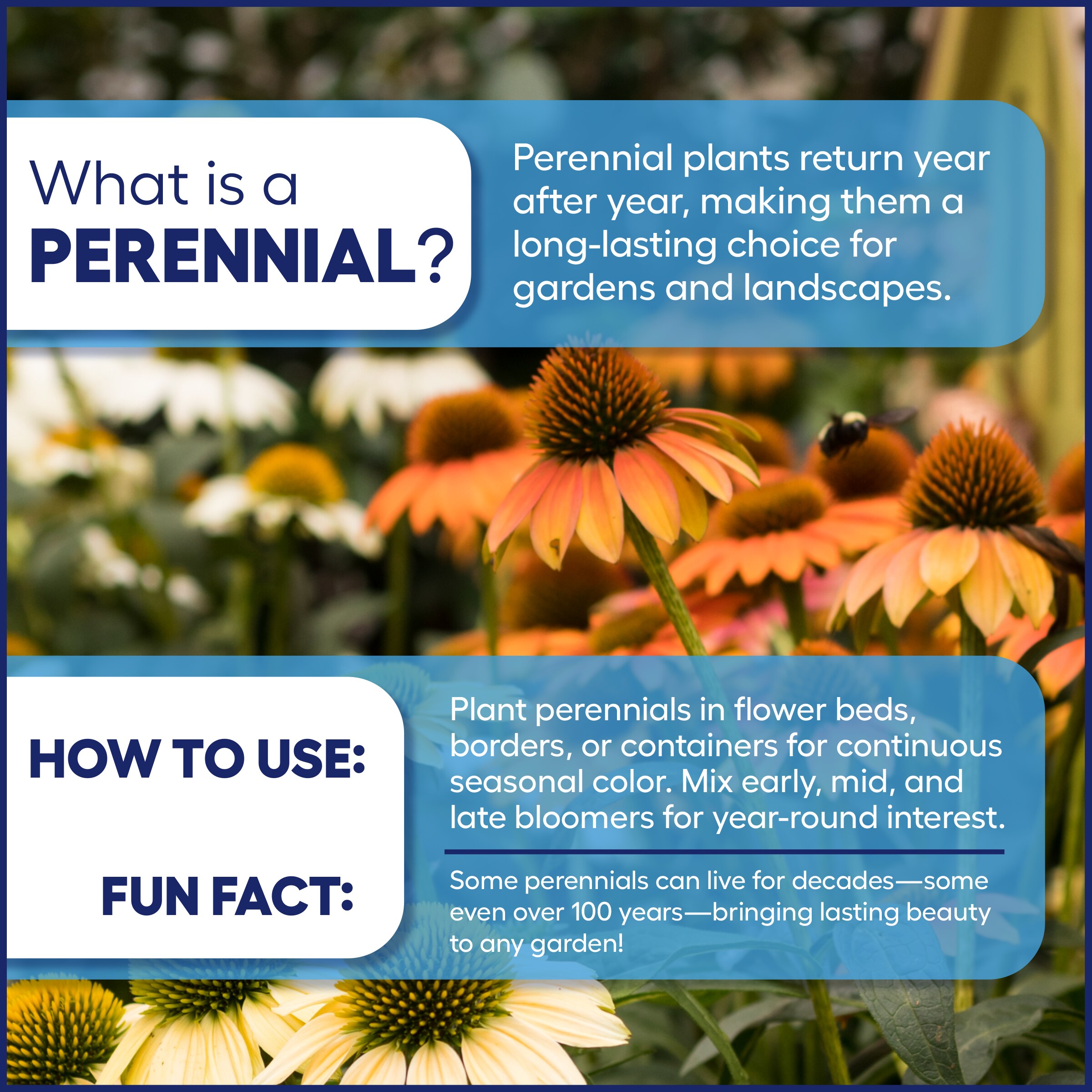 Lowe's NURSERY perennials - View #3