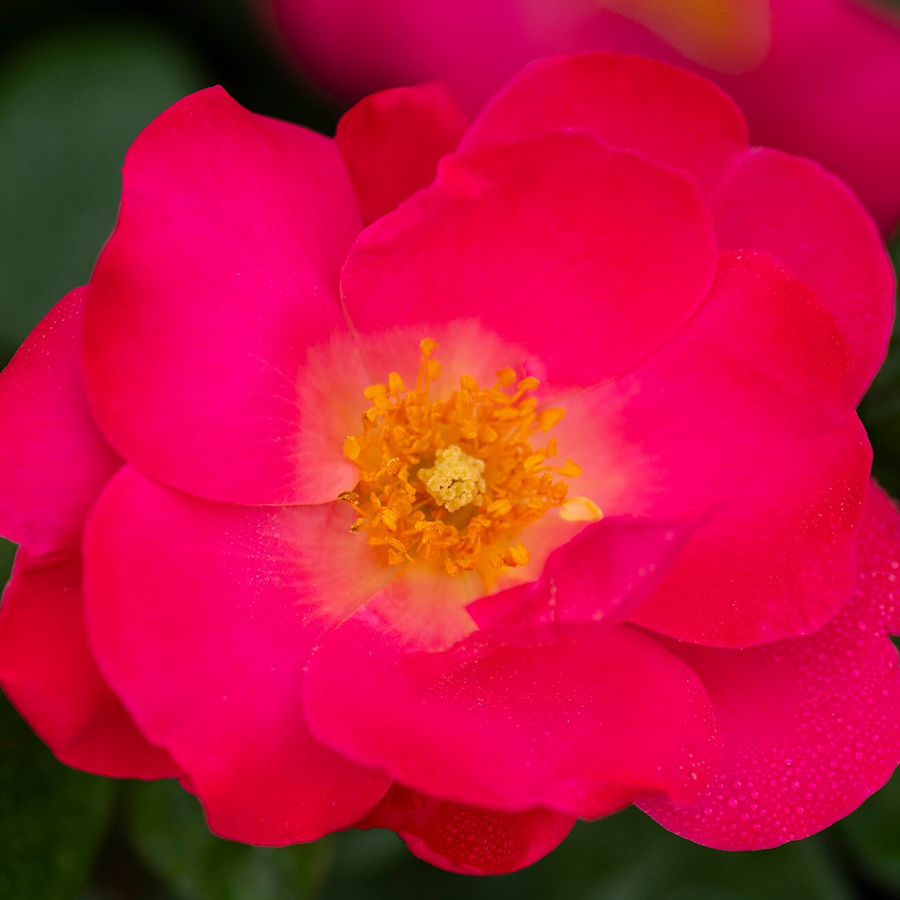 Van Zyverden 84602 Pink Rose 2 -Quart 1.0 -Pack in Pot