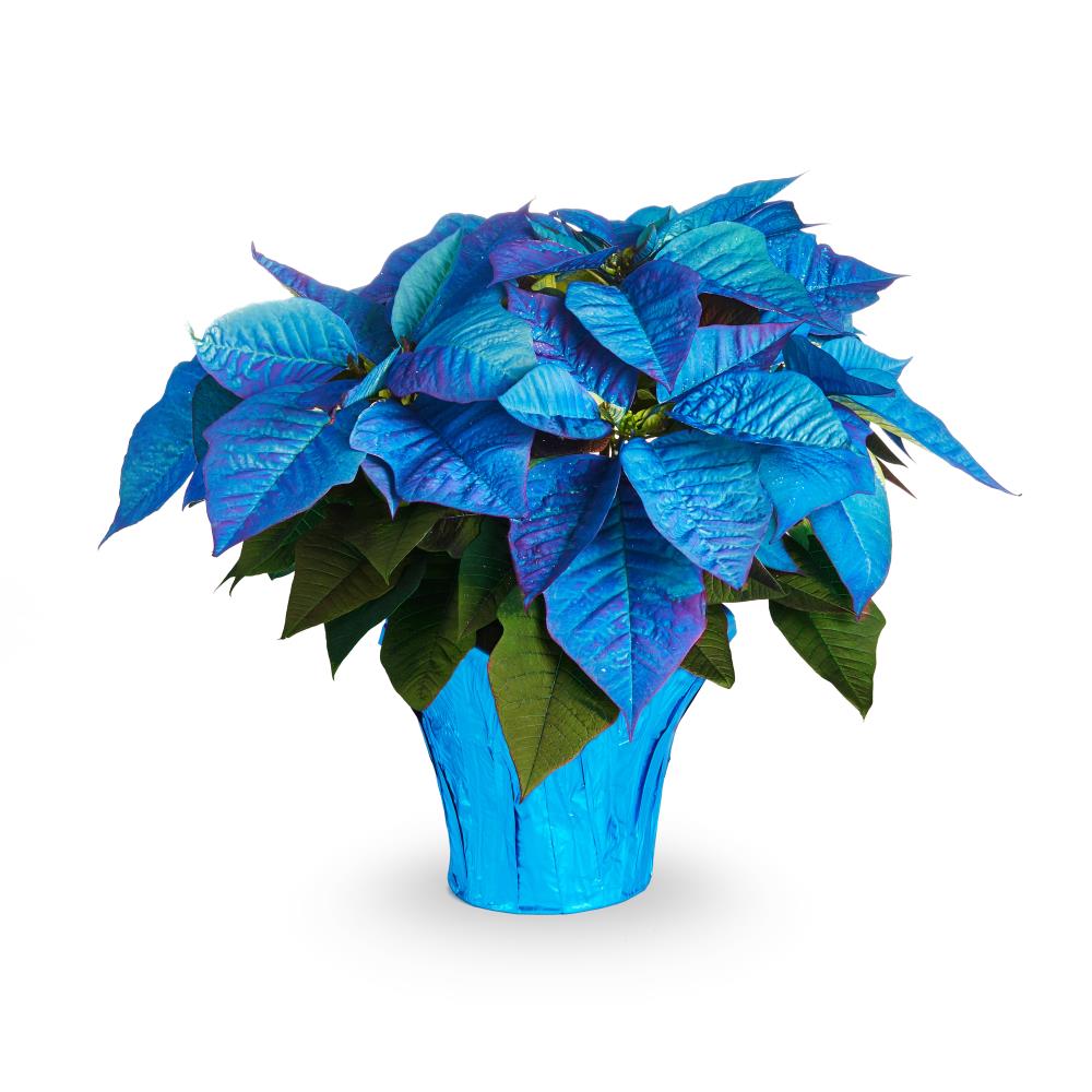  NURSERY Blue Poinsettia in 2-Quart Pot