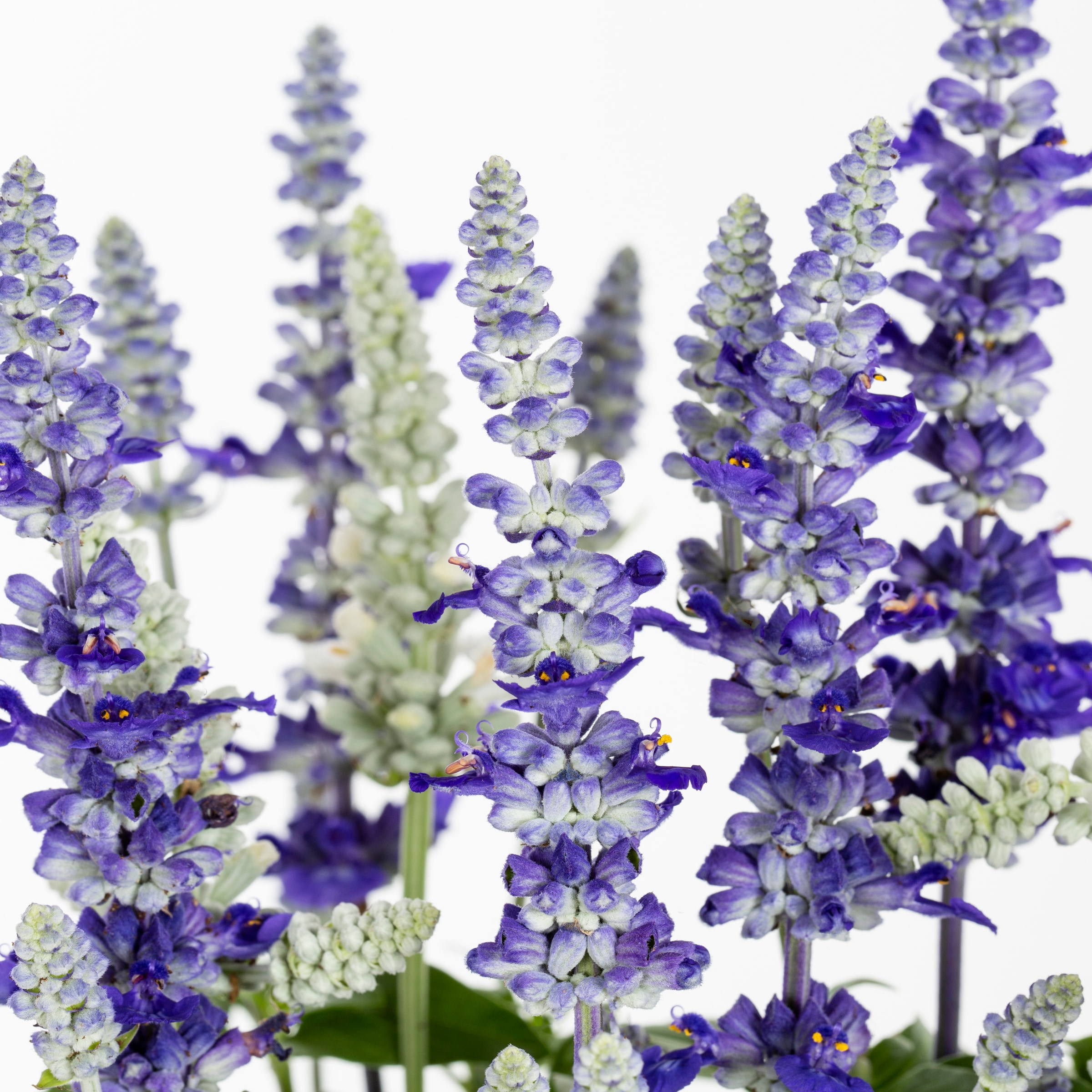 Lowe's NURSERY annuals - View #2