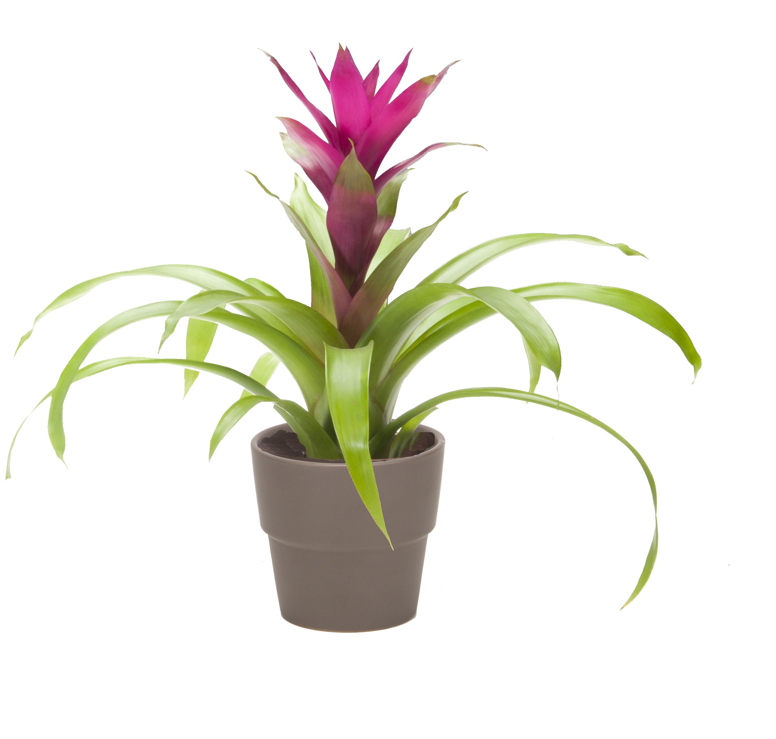 Lowe's BACTL Mixed Bromeliads House plant in