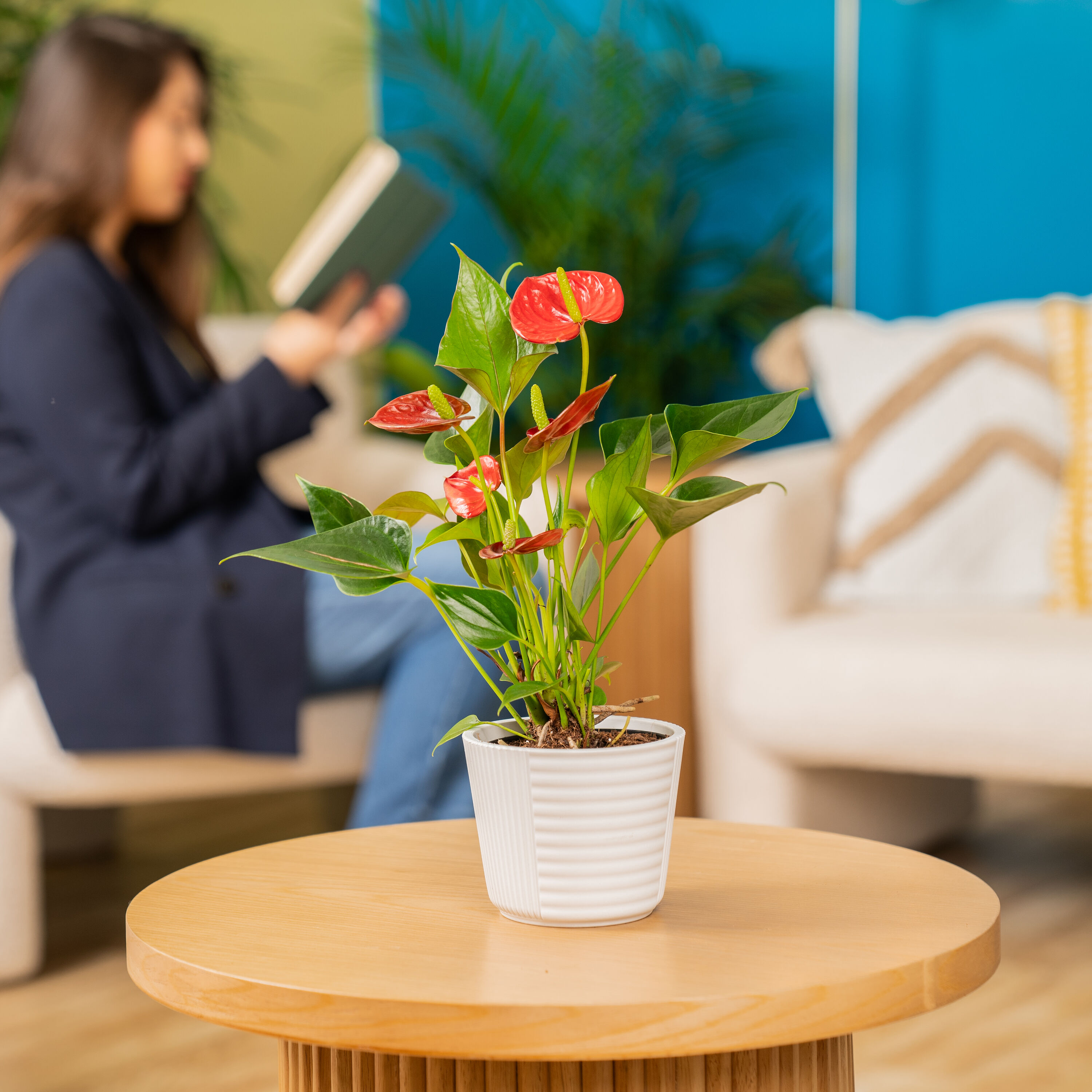 Holiday Living N/A hseplants - View #6