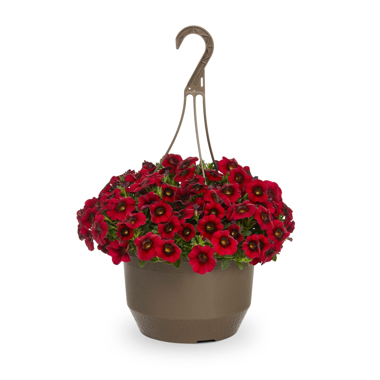 Metrolina Greenhouses Red Supercal In 1.5-gallon Hanging Basket In The 