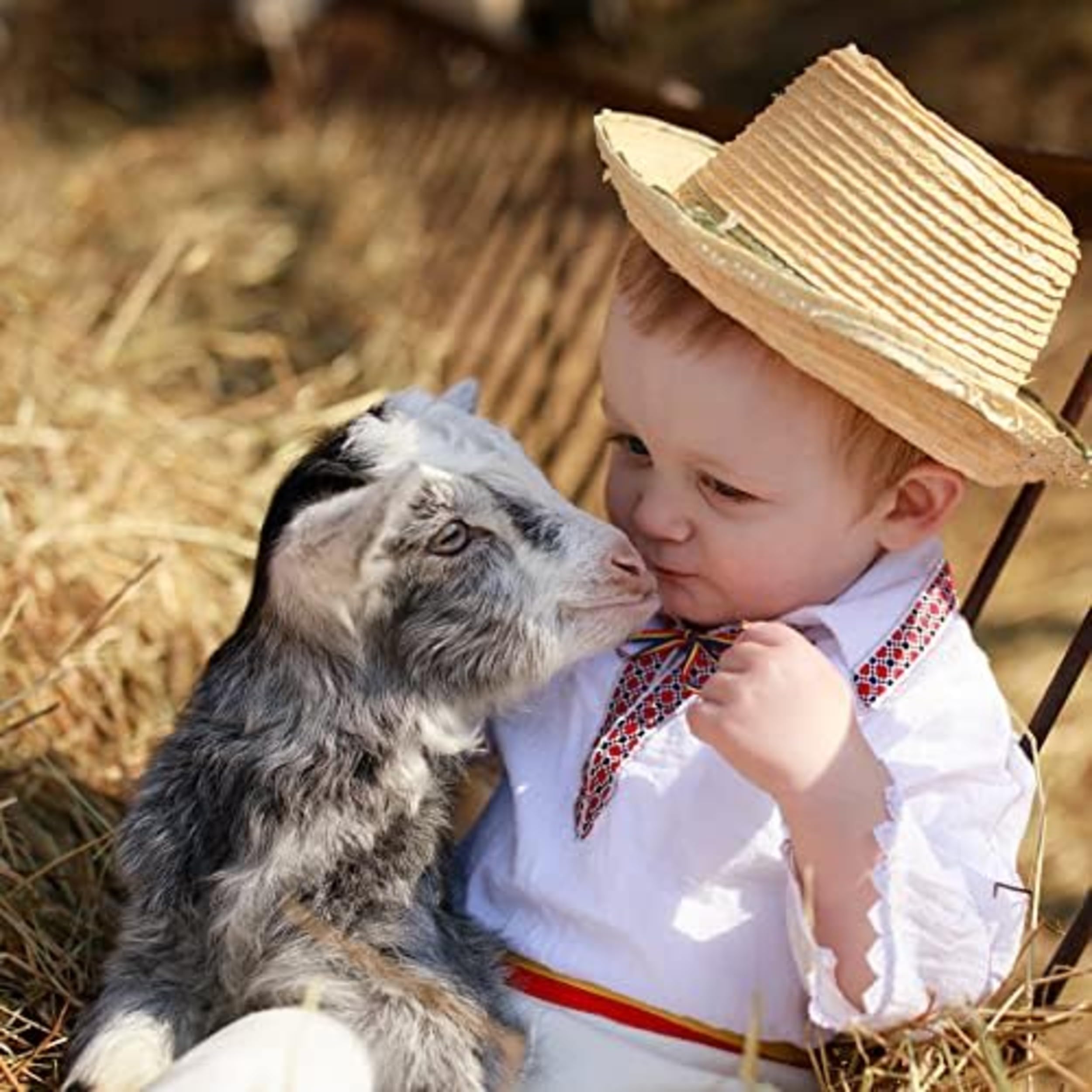 Blue Mountain DIB-BH-733147QTY-1 Wet-Dog-Food - View #6