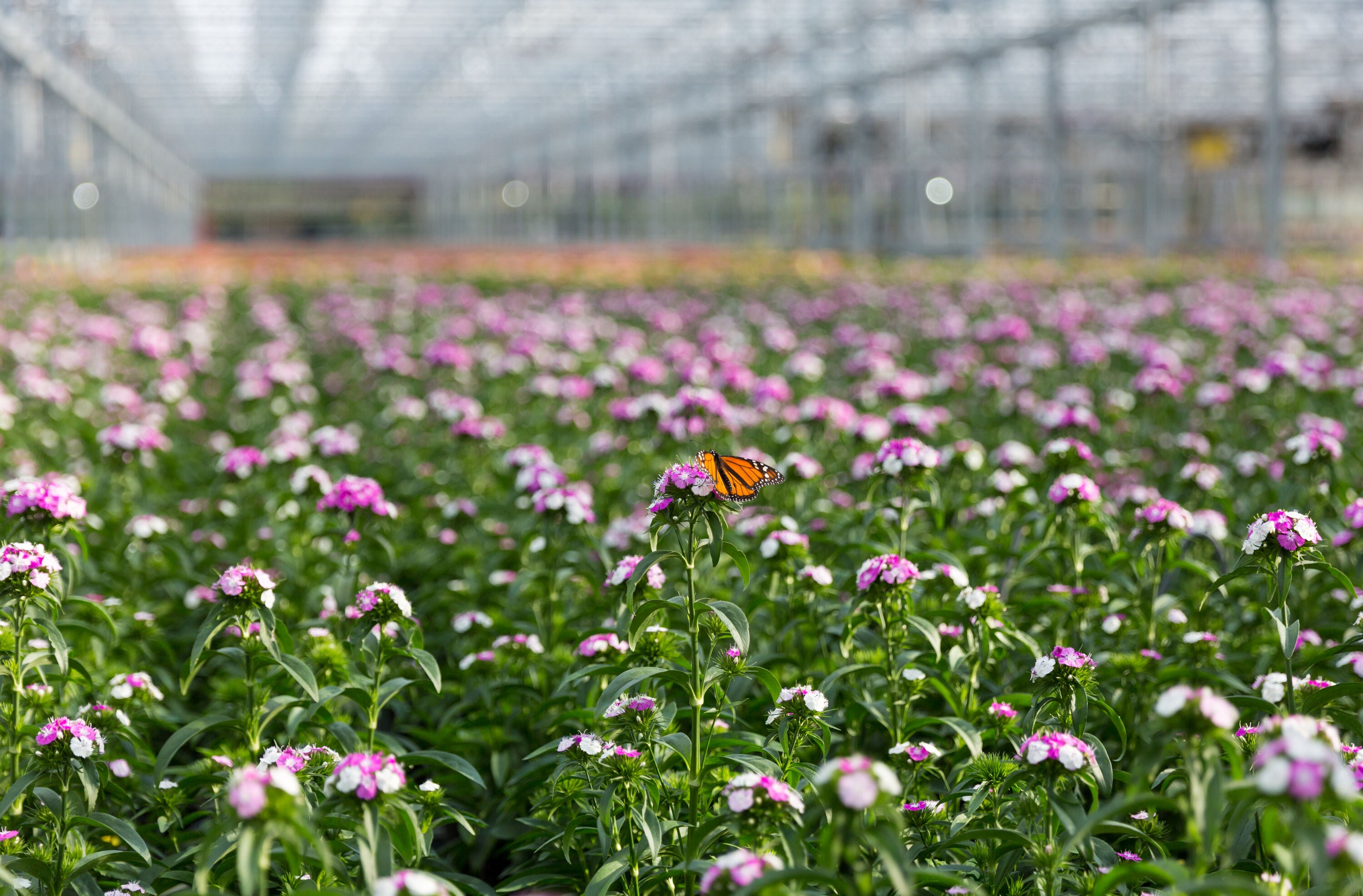 Monrovia 79157 annuals - View #3