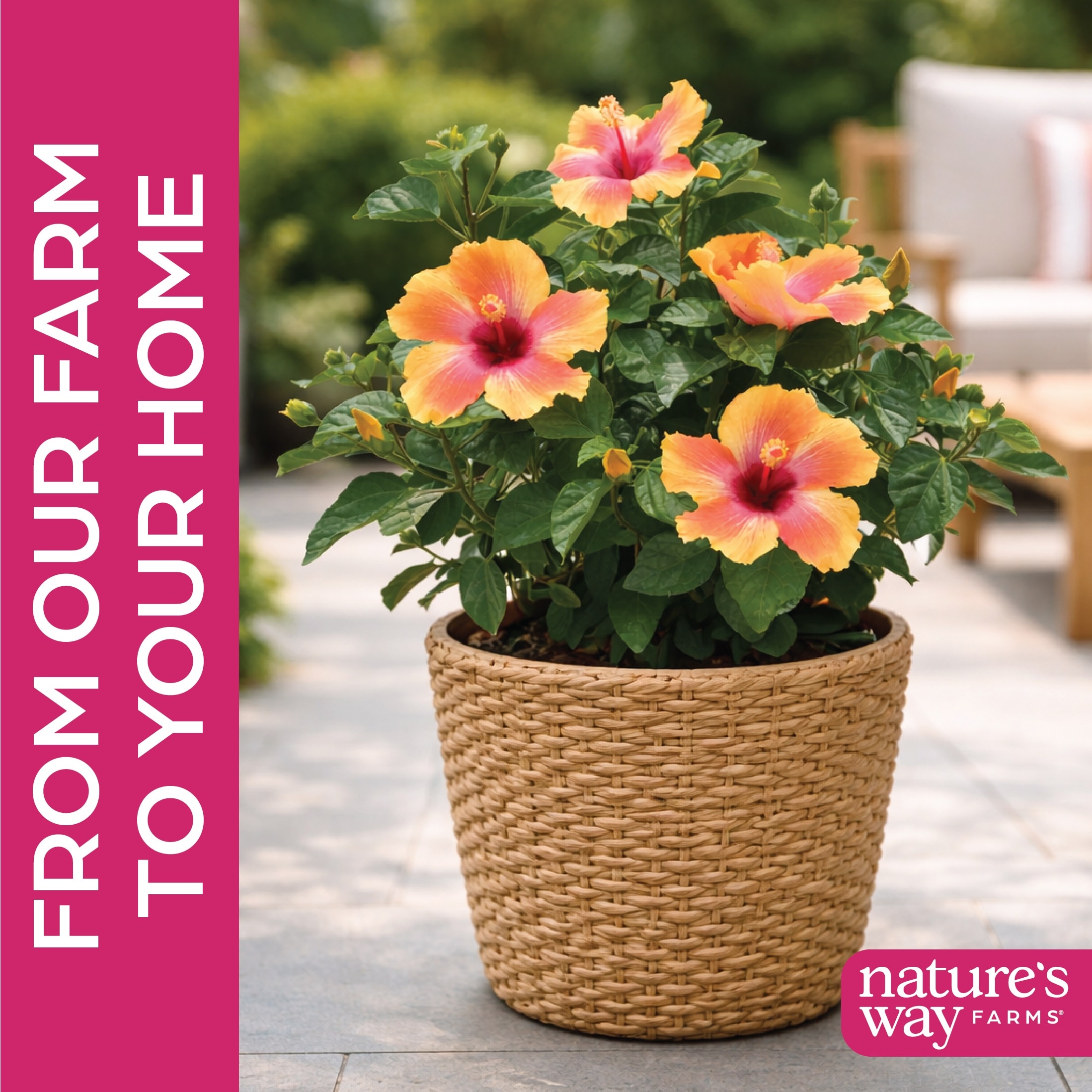 Nature's Way Farms 4110 shrubs - View #4