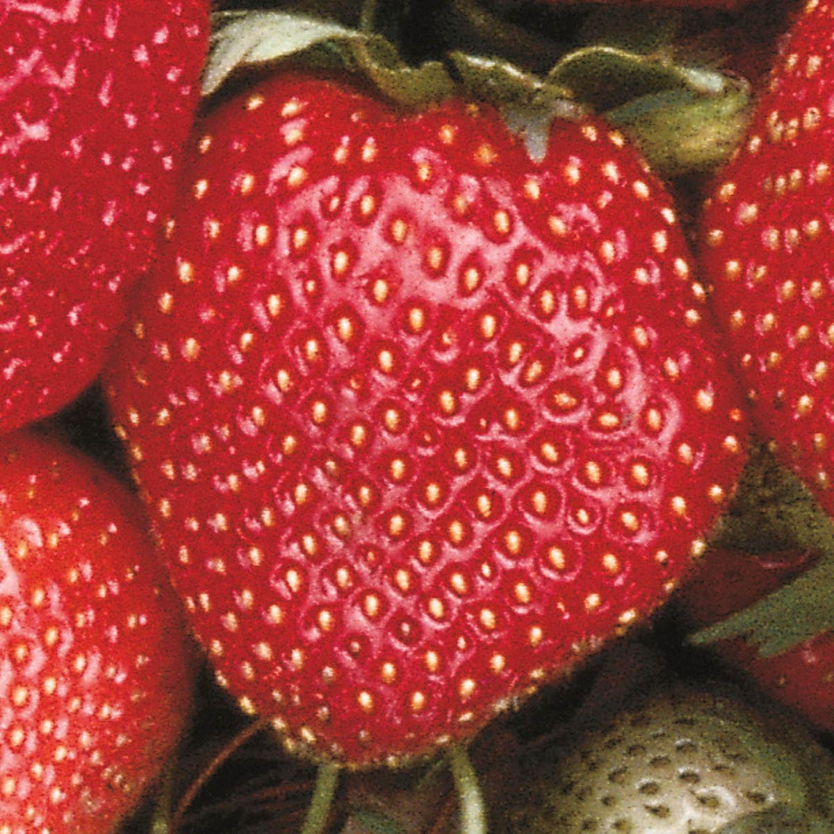 Gurney's Seed and Nursery 65893 Fruit-Plants - View #2
