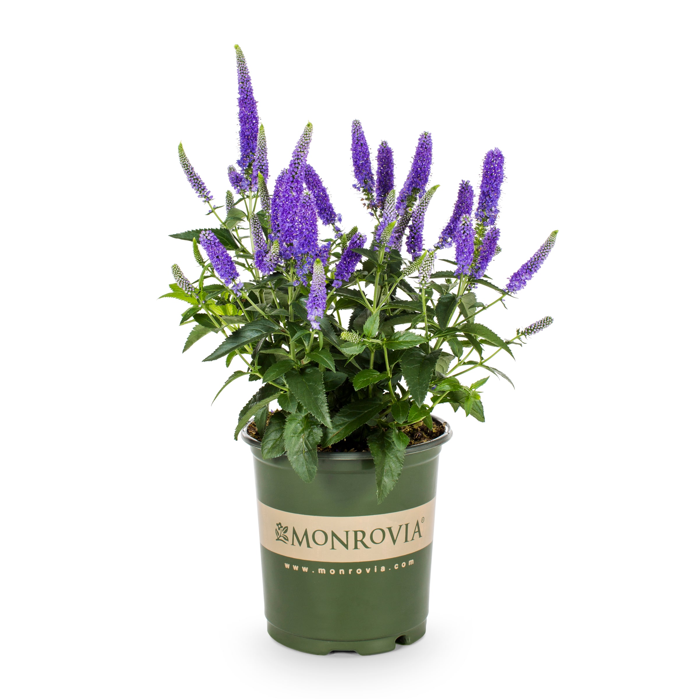 Monrovia NURSERY Multicolor First Glory Speedwell Plant in 2 -Quart Pot 1 -Pack