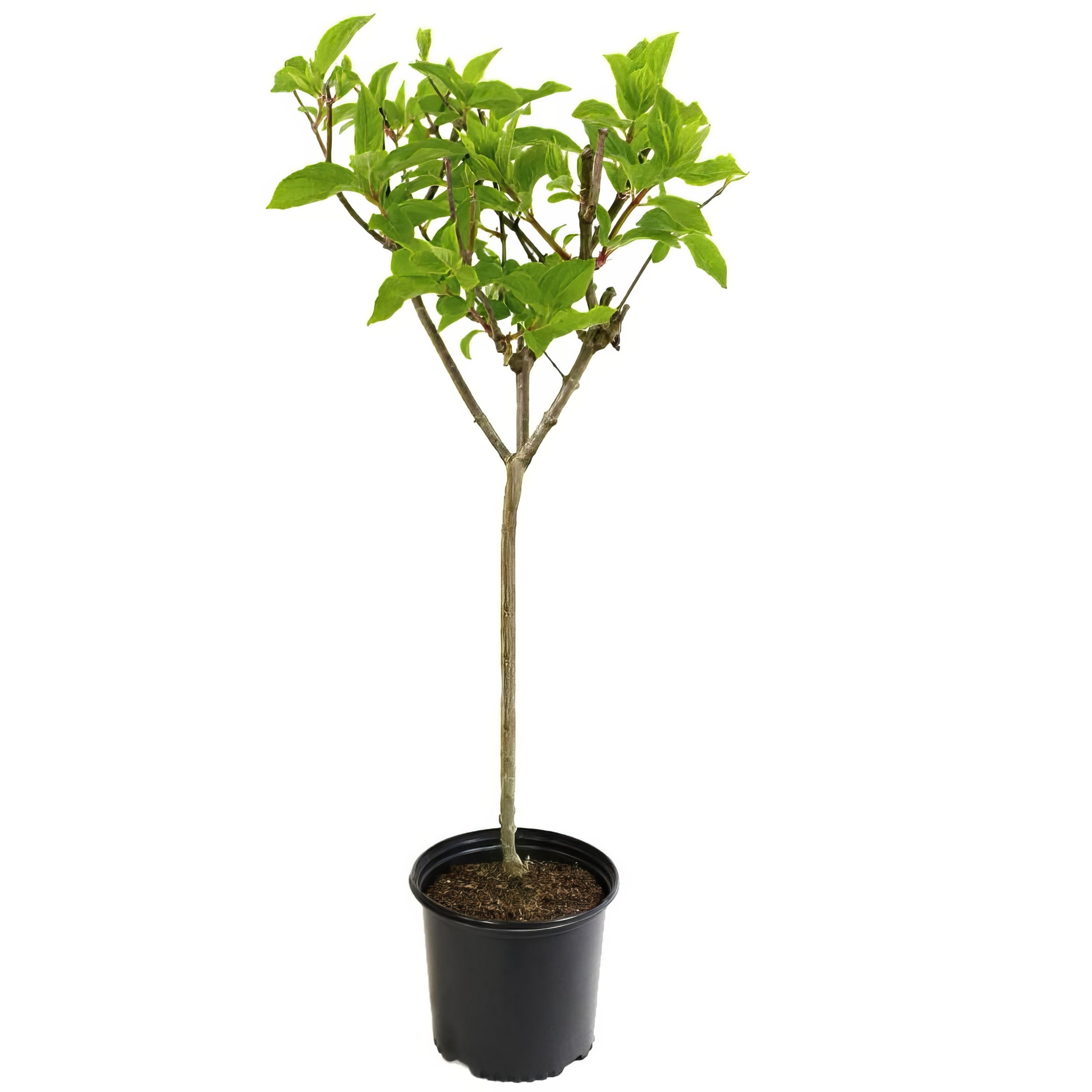 National Plant Network LW1774 trees - View #12