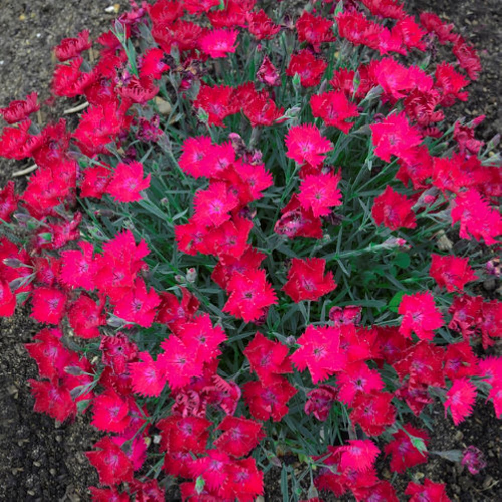 Lowe's NURSERY perennials - View #3