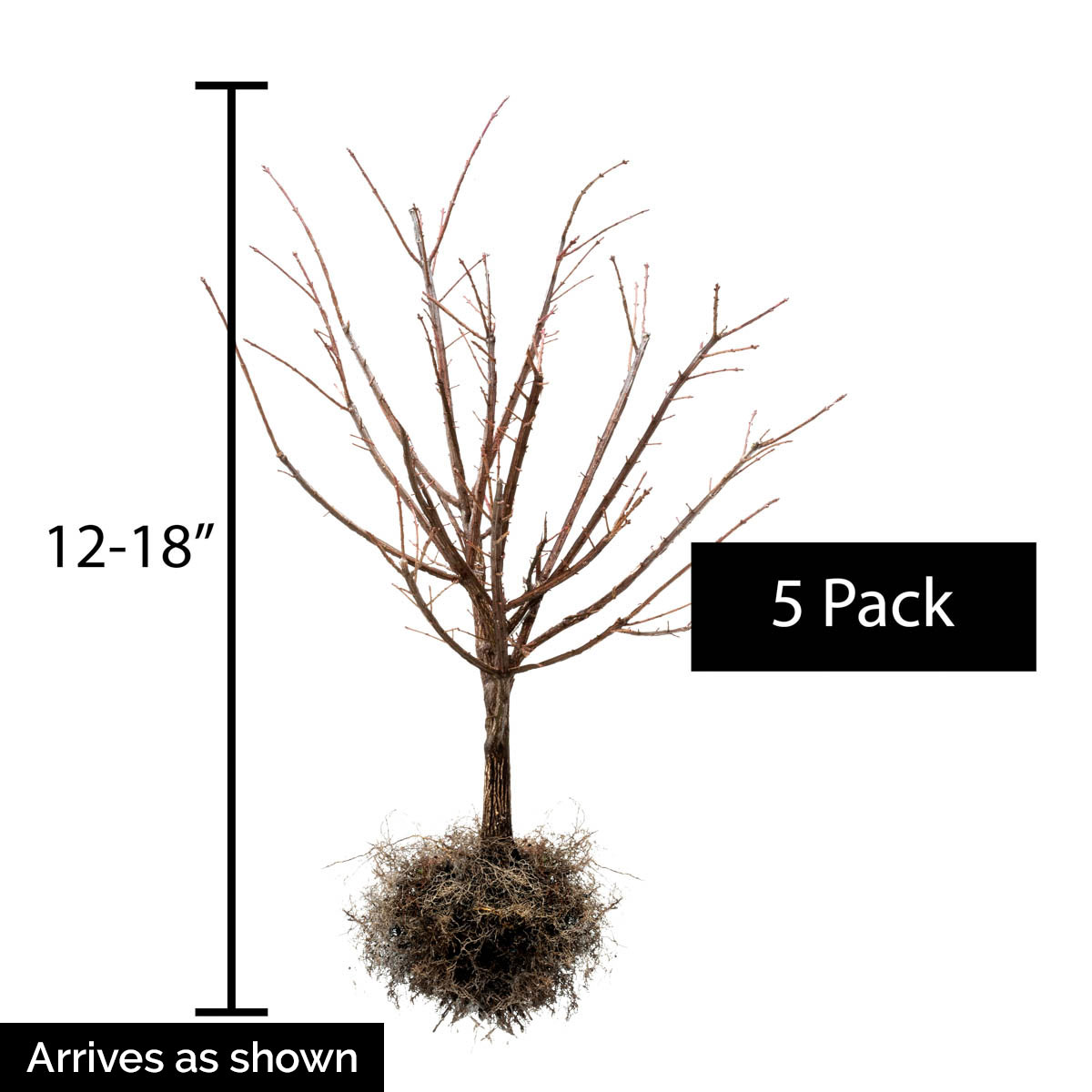 Spring Hill Nurseries 94148 shrubs - View #4
