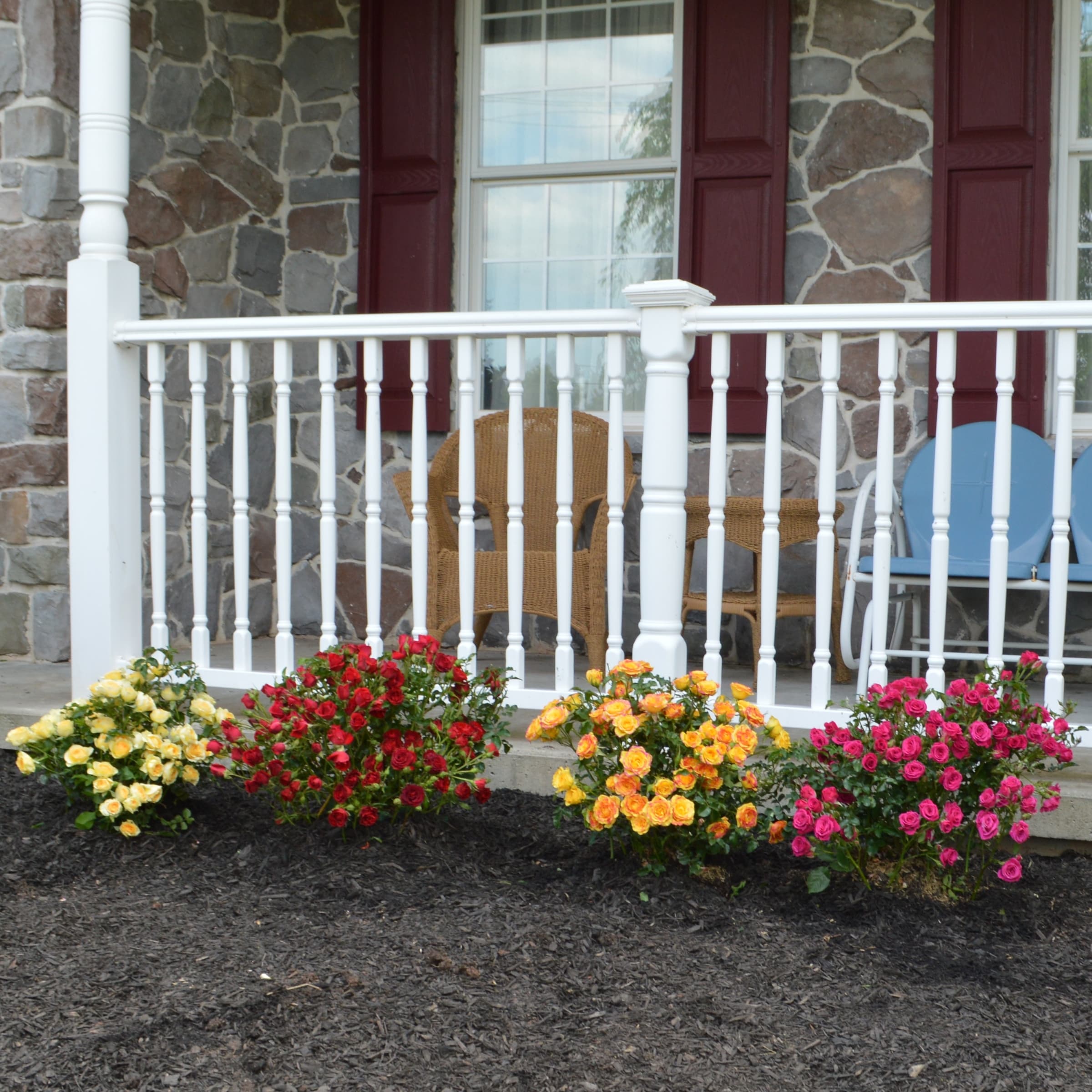 National Plant Network LW1782 roses - View #6