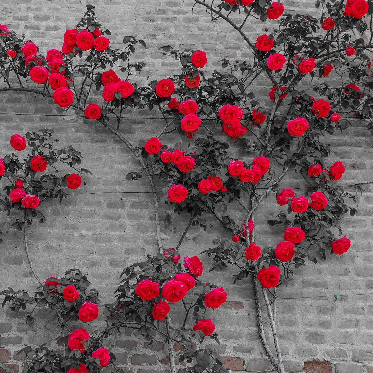 Van Zyverden 83896 roses - View #3