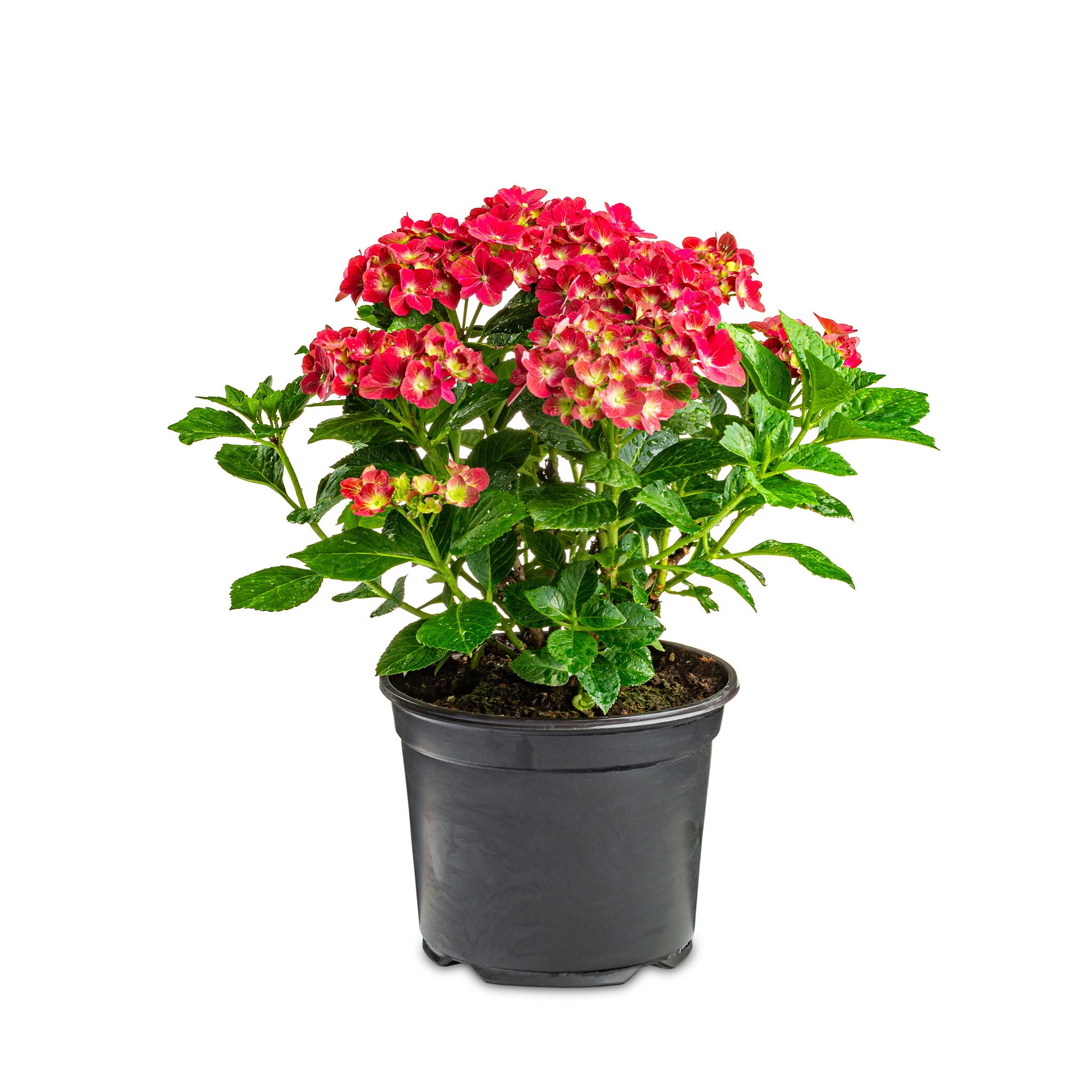  2205 shrubs - View #6