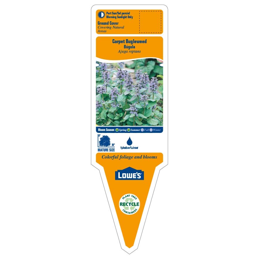 Lowe's NURSERY annuals - View #2