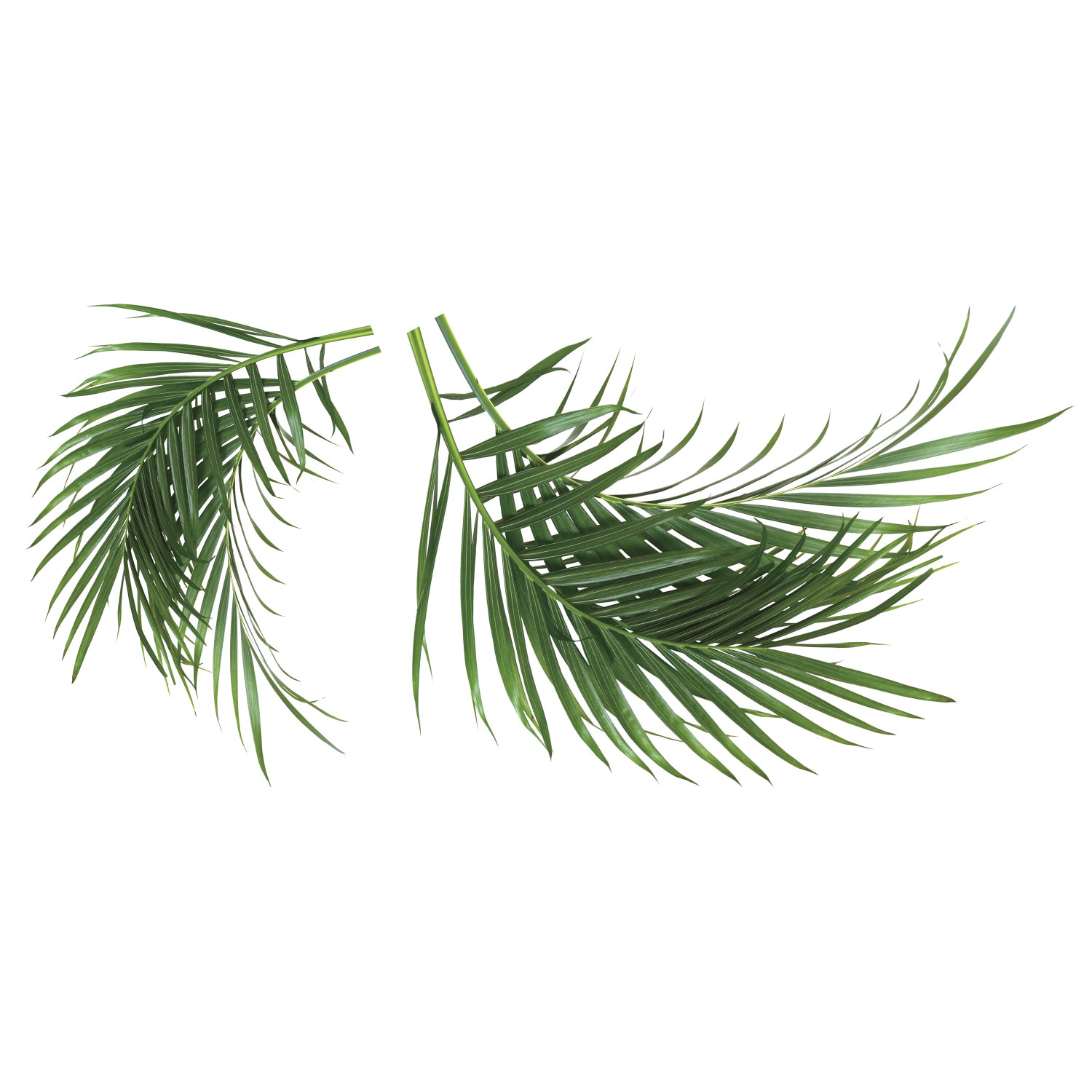 Green Palm Leaf Vinyl Peel and Stick Wall Decal Set